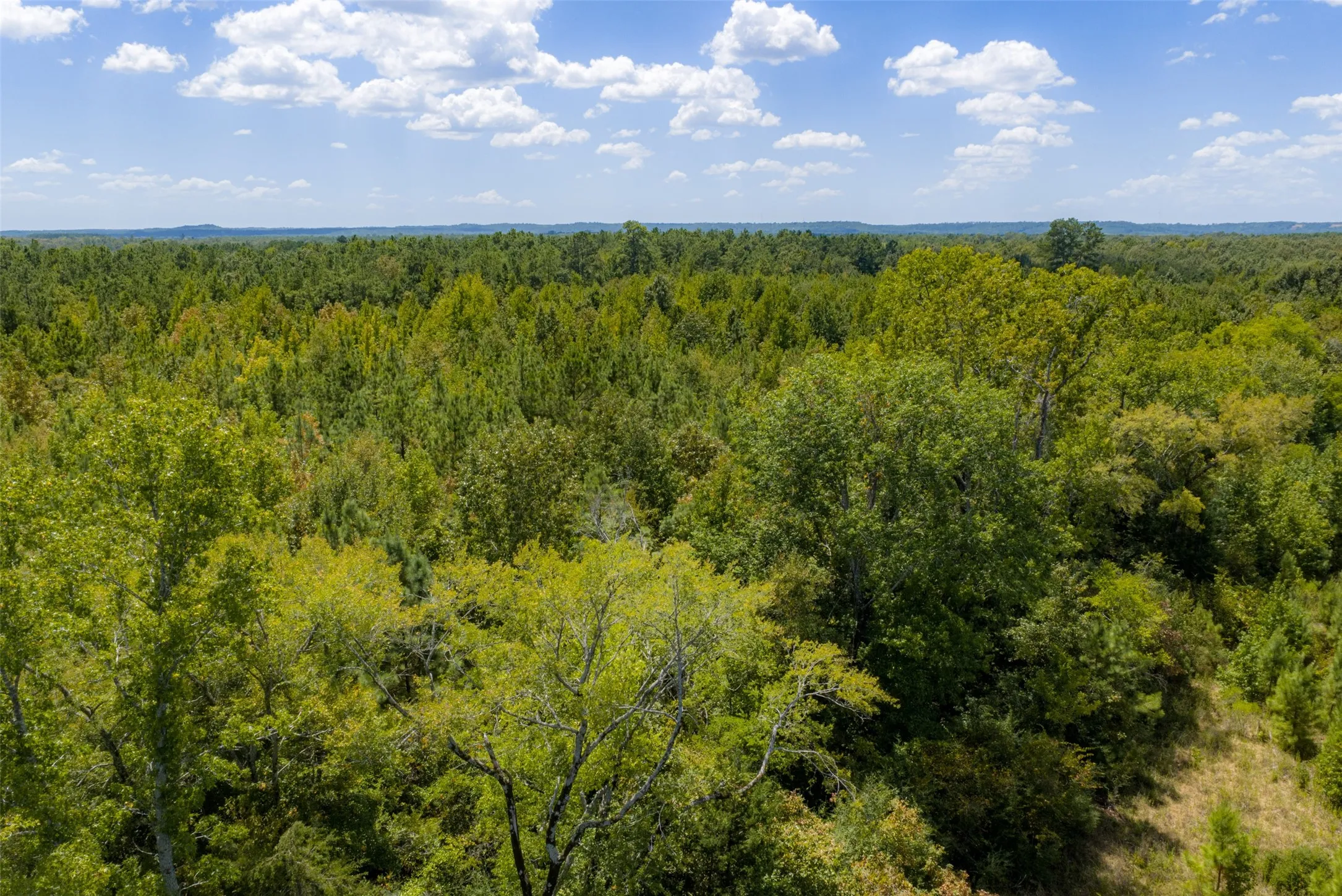 Unimproved Land For Sale in Cherokee County , N County Road 1207, Rusk, Texas 75785, 0, 0, Garage spaces, 0 Sqft, built in 0, mls#21367326, Real Estate Agent in Rusk, Homes For Sale in Cherokee county, Homes For Sale in Rusk, Realtor in Rusk Texas, Real Estate Brokerage Independent Realty Texas, Luminita Cordes Realtor