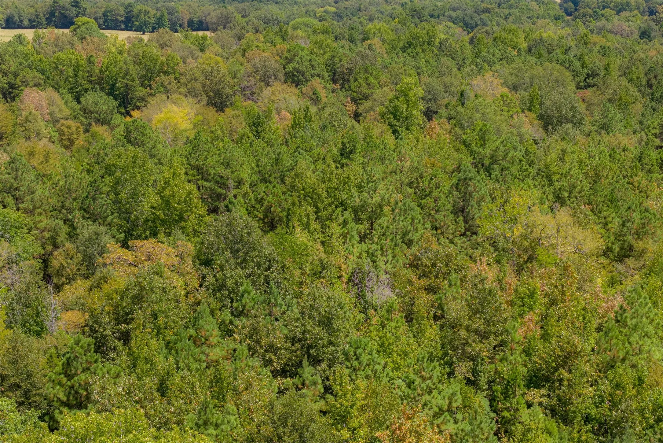 Unimproved Land For Sale in Cherokee County , N County Road 1207, Rusk, Texas 75785, 0, 0, Garage spaces, 0 Sqft, built in 0, mls#21367326, Real Estate Agent in Rusk, Homes For Sale in Cherokee county, Homes For Sale in Rusk, Realtor in Rusk Texas, Real Estate Brokerage Independent Realty Texas, Luminita Cordes Realtor