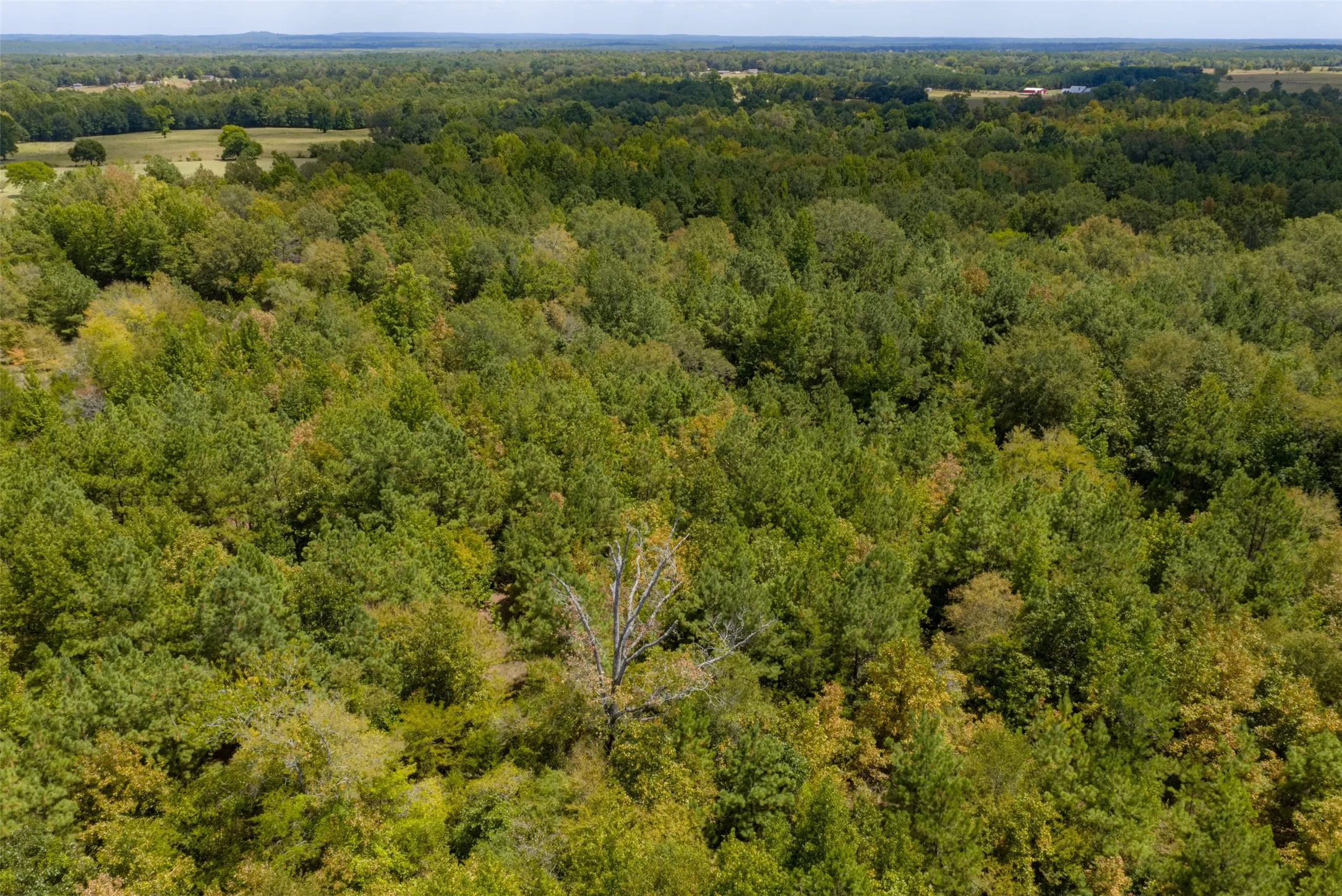 Unimproved Land For Sale in Cherokee County , N County Road 1207, Rusk, Texas 75785, 0, 0, Garage spaces, 0 Sqft, built in 0, mls#21367326, Real Estate Agent in Rusk, Homes For Sale in Cherokee county, Homes For Sale in Rusk, Realtor in Rusk Texas, Real Estate Brokerage Independent Realty Texas, Luminita Cordes Realtor