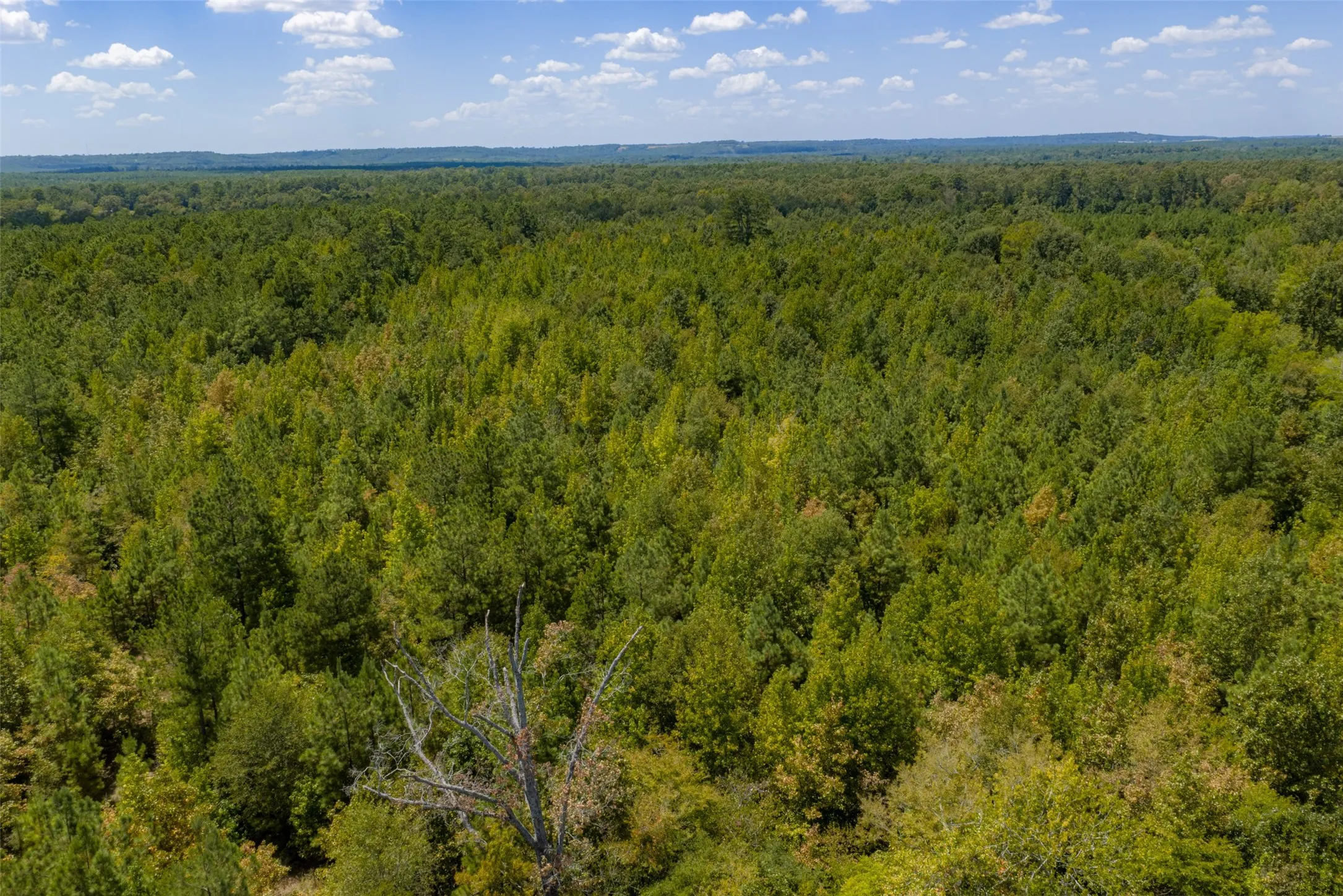 Unimproved Land For Sale in Cherokee County , N County Road 1207, Rusk, Texas 75785, 0, 0, Garage spaces, 0 Sqft, built in 0, mls#21367326, Real Estate Agent in Rusk, Homes For Sale in Cherokee county, Homes For Sale in Rusk, Realtor in Rusk Texas, Real Estate Brokerage Independent Realty Texas, Luminita Cordes Realtor