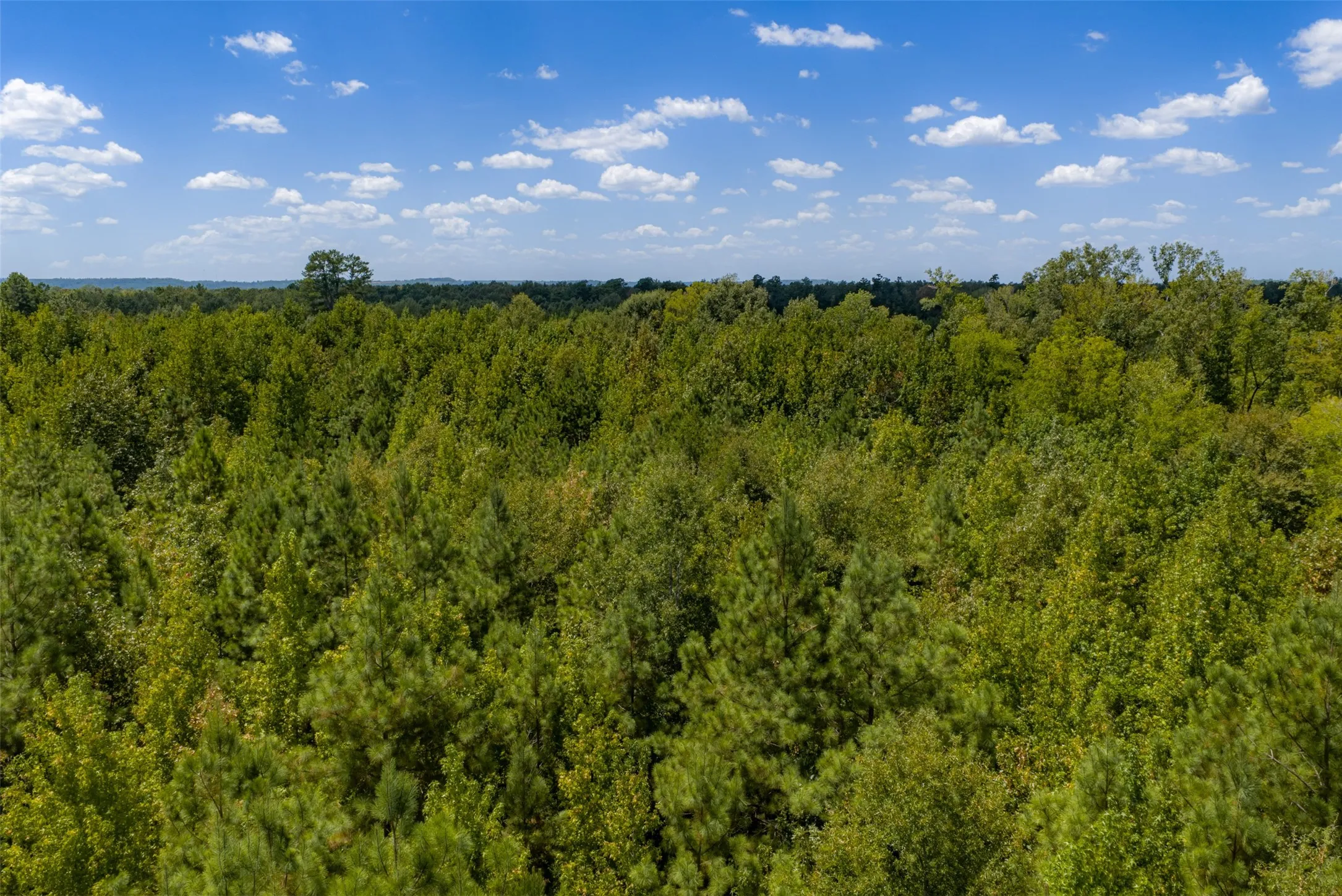 Unimproved Land For Sale in Cherokee County , N County Road 1207, Rusk, Texas 75785, 0, 0, Garage spaces, 0 Sqft, built in 0, mls#21367326, Real Estate Agent in Rusk, Homes For Sale in Cherokee county, Homes For Sale in Rusk, Realtor in Rusk Texas, Real Estate Brokerage Independent Realty Texas, Luminita Cordes Realtor