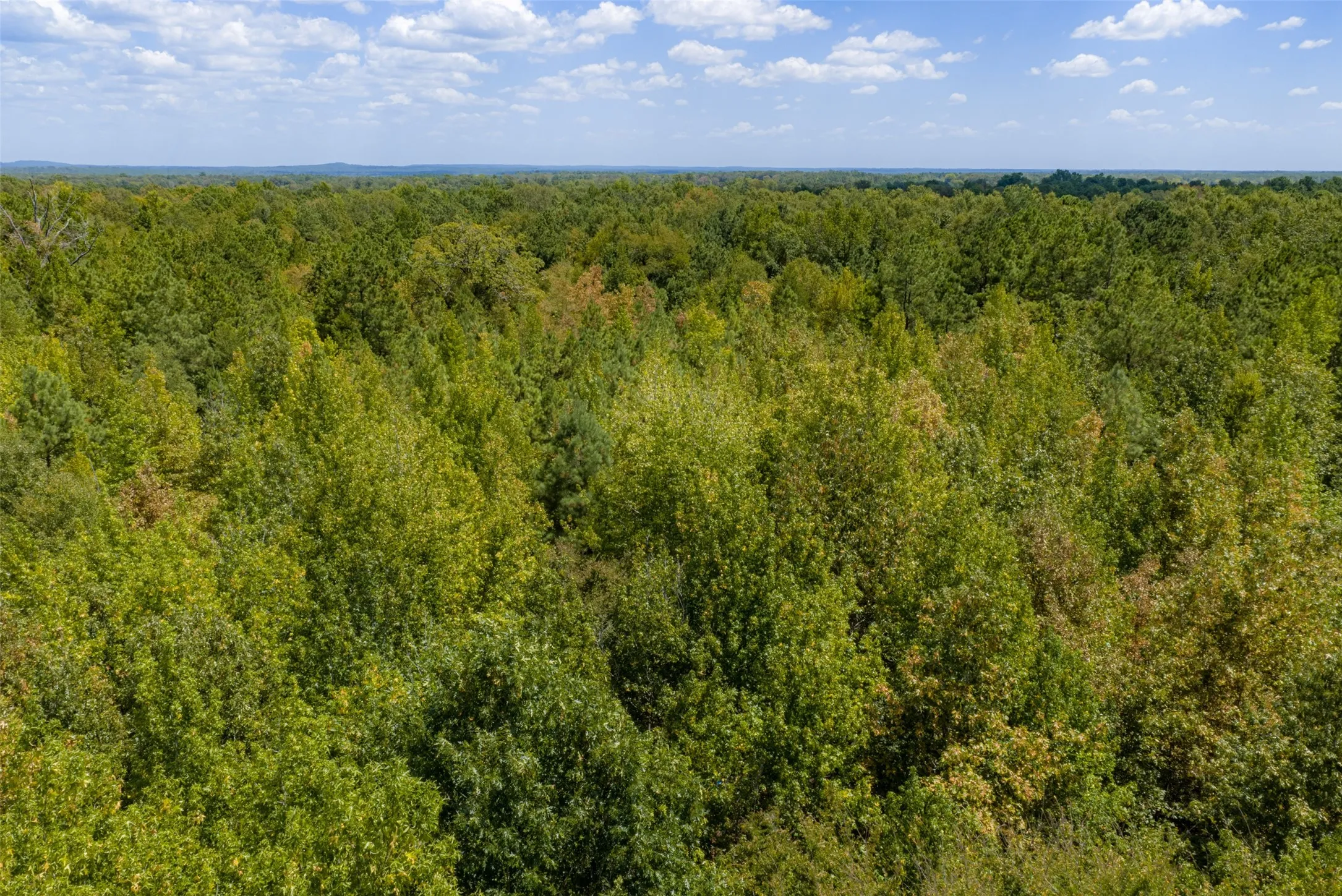 Unimproved Land For Sale in Cherokee County , N County Road 1207, Rusk, Texas 75785, 0, 0, Garage spaces, 0 Sqft, built in 0, mls#21367326, Real Estate Agent in Rusk, Homes For Sale in Cherokee county, Homes For Sale in Rusk, Realtor in Rusk Texas, Real Estate Brokerage Independent Realty Texas, Luminita Cordes Realtor