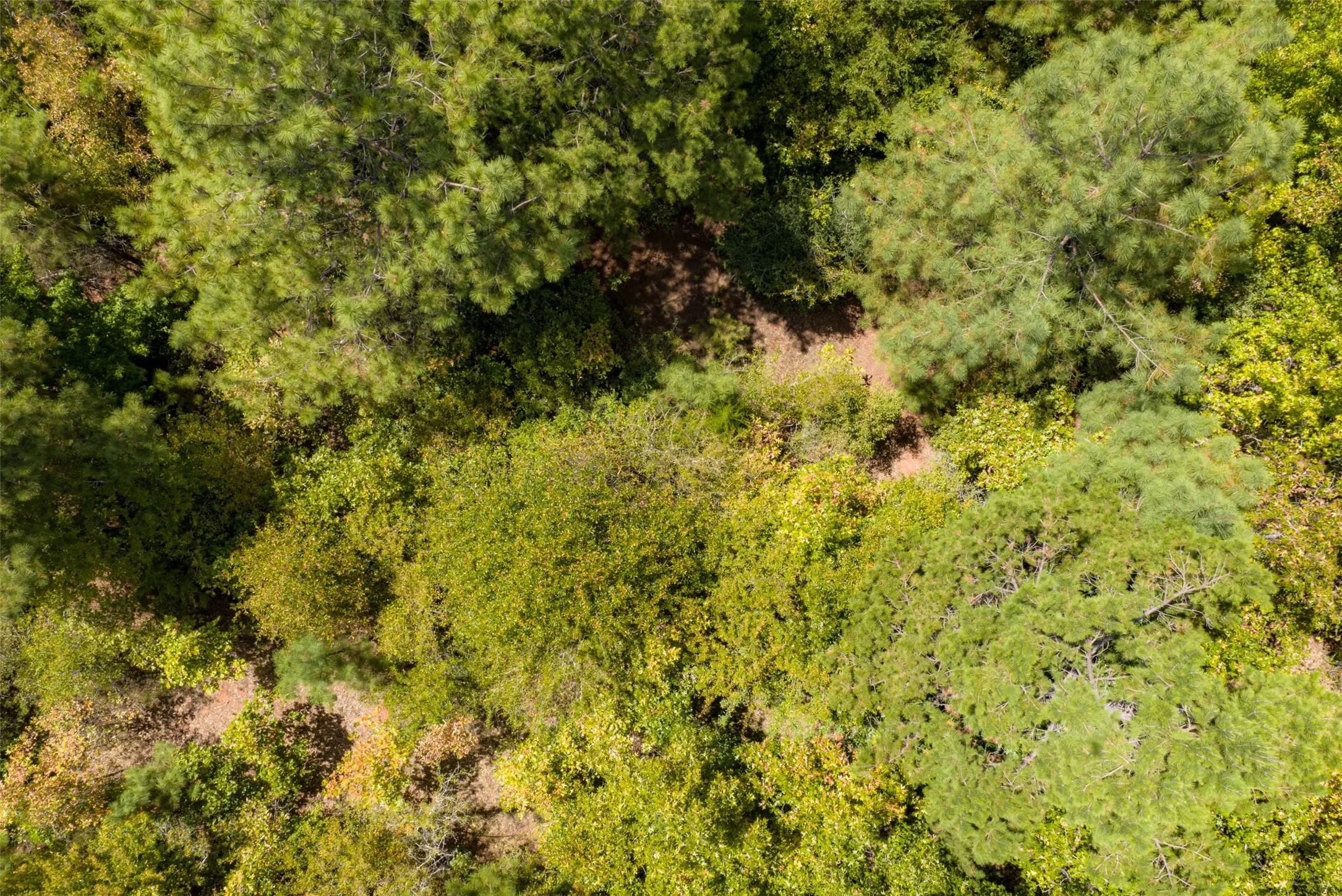 Unimproved Land For Sale in Cherokee County , N County Road 1207, Rusk, Texas 75785, 0, 0, Garage spaces, 0 Sqft, built in 0, mls#21367326, Real Estate Agent in Rusk, Homes For Sale in Cherokee county, Homes For Sale in Rusk, Realtor in Rusk Texas, Real Estate Brokerage Independent Realty Texas, Luminita Cordes Realtor