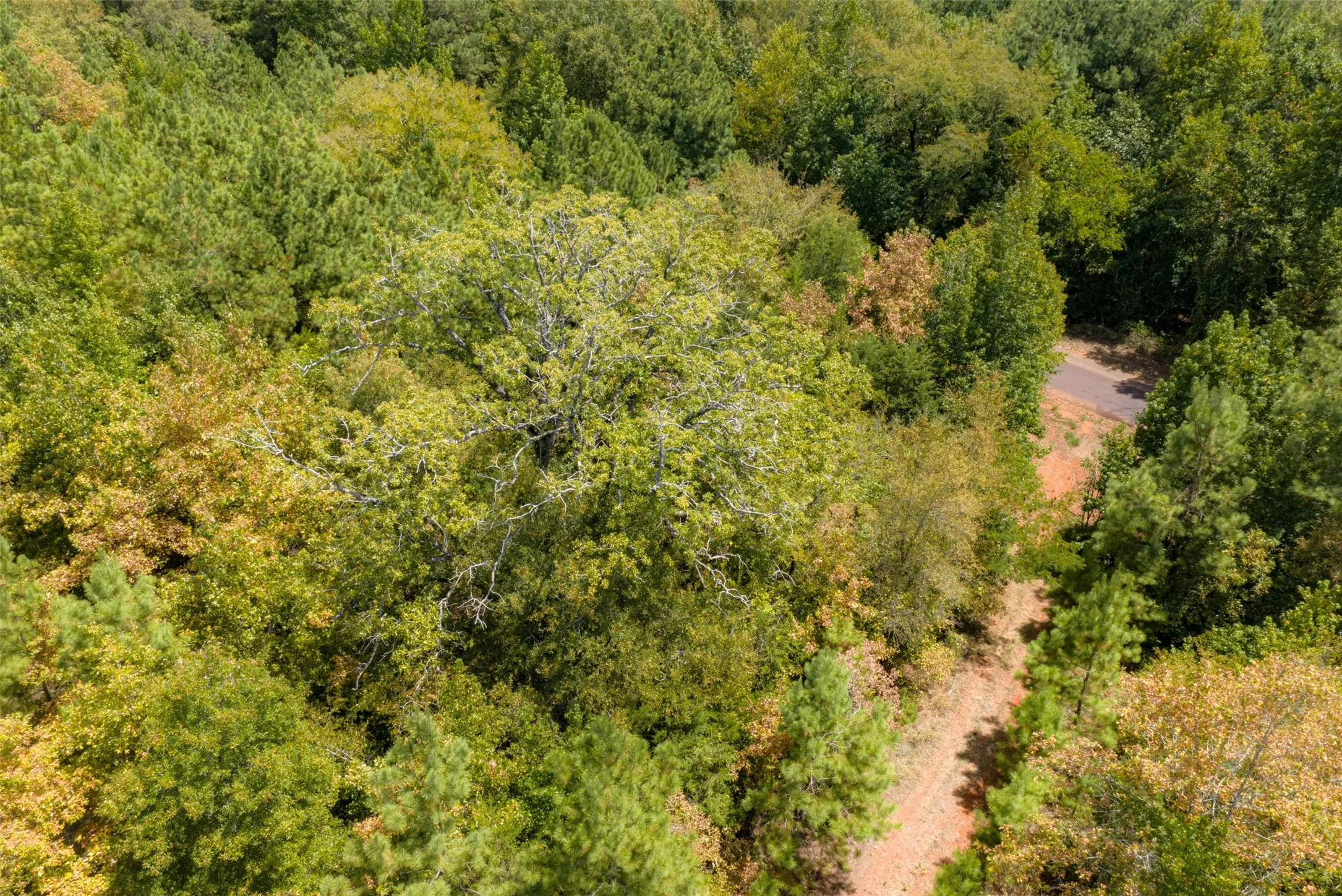Unimproved Land For Sale in Cherokee County , N County Road 1207, Rusk, Texas 75785, 0, 0, Garage spaces, 0 Sqft, built in 0, mls#21367326, Real Estate Agent in Rusk, Homes For Sale in Cherokee county, Homes For Sale in Rusk, Realtor in Rusk Texas, Real Estate Brokerage Independent Realty Texas, Luminita Cordes Realtor