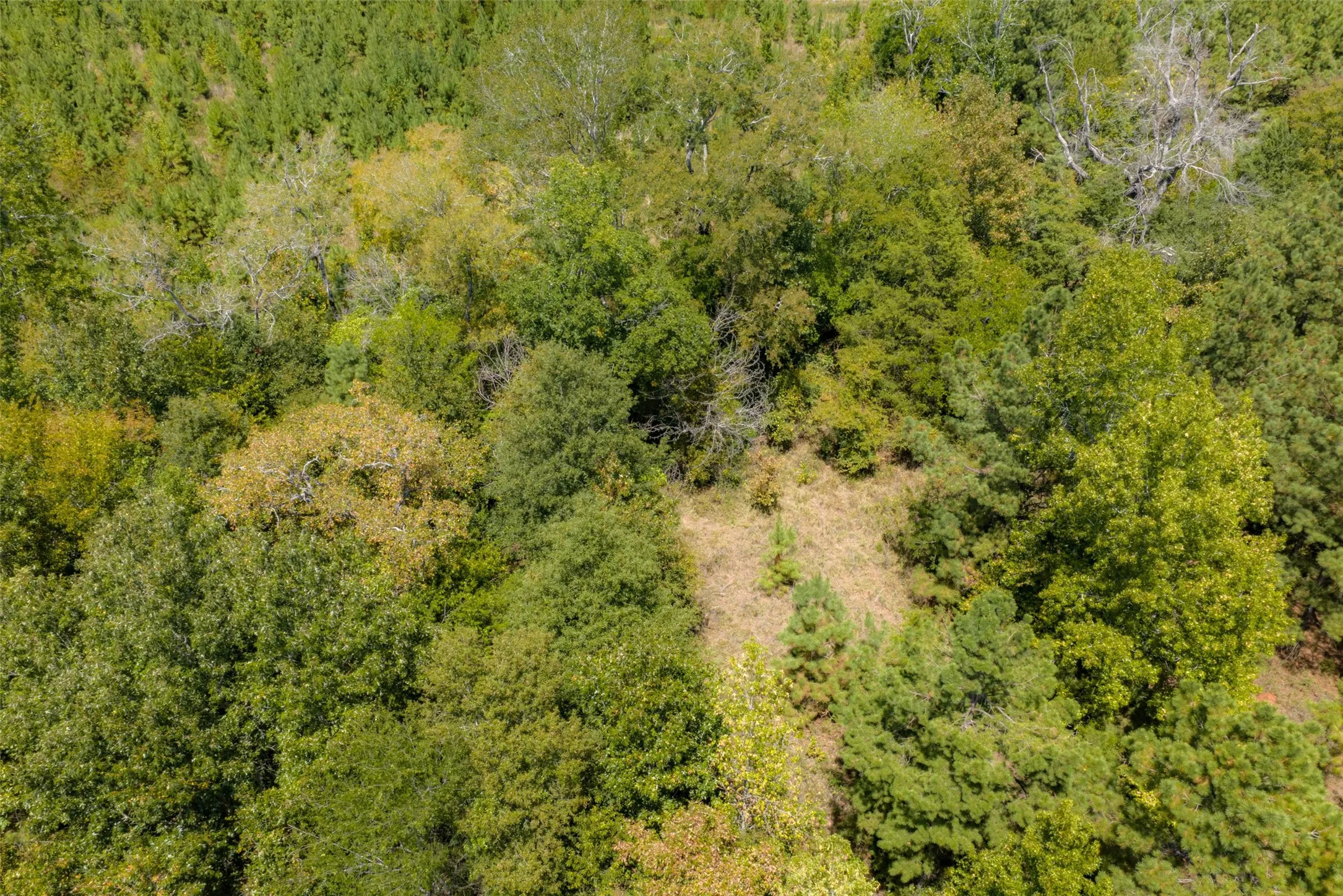 Unimproved Land For Sale in Cherokee County , N County Road 1207, Rusk, Texas 75785, 0, 0, Garage spaces, 0 Sqft, built in 0, mls#21367326, Real Estate Agent in Rusk, Homes For Sale in Cherokee county, Homes For Sale in Rusk, Realtor in Rusk Texas, Real Estate Brokerage Independent Realty Texas, Luminita Cordes Realtor
