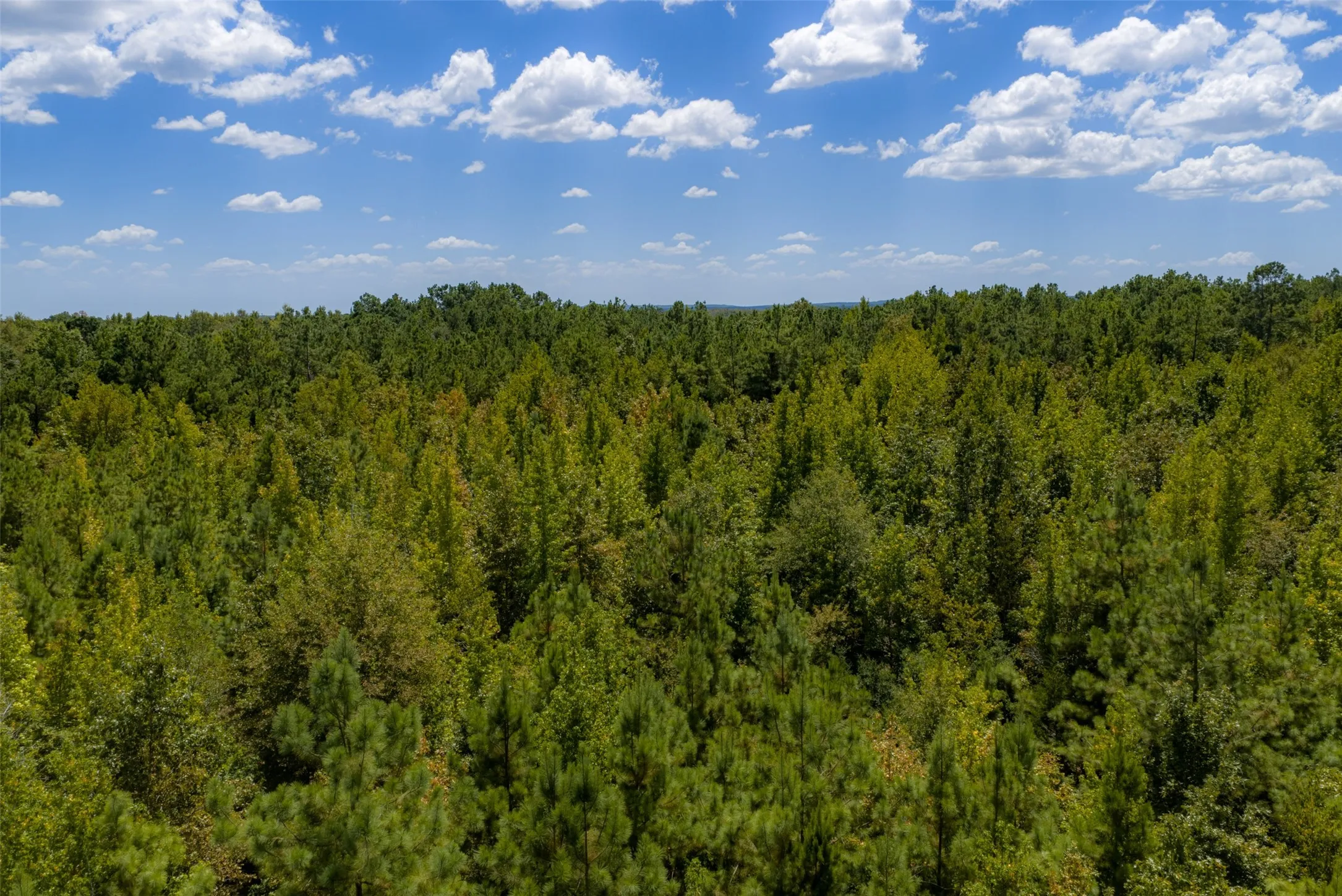 Unimproved Land For Sale in Cherokee County , N County Road 1207, Rusk, Texas 75785, 0, 0, Garage spaces, 0 Sqft, built in 0, mls#21367326, Real Estate Agent in Rusk, Homes For Sale in Cherokee county, Homes For Sale in Rusk, Realtor in Rusk Texas, Real Estate Brokerage Independent Realty Texas, Luminita Cordes Realtor