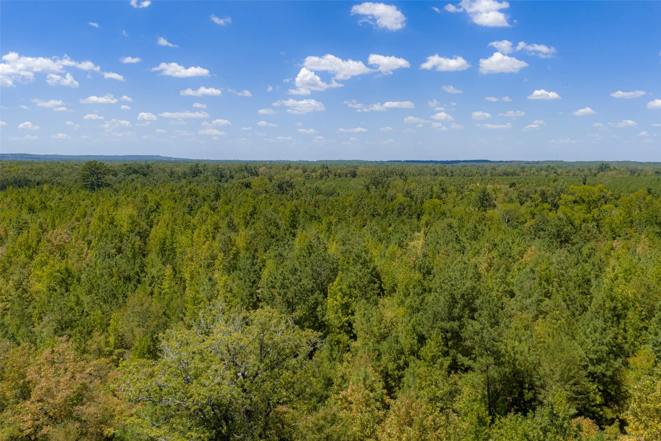 Unimproved Land For Sale in Cherokee County , N County Road 1207, Rusk, Texas 75785, 0, 0, Garage spaces, 0 Sqft, built in 0, mls#21367326, Real Estate Agent in Rusk, Homes For Sale in Cherokee county, Homes For Sale in Rusk, Realtor in Rusk Texas, Real Estate Brokerage Independent Realty Texas, Luminita Cordes Realtor