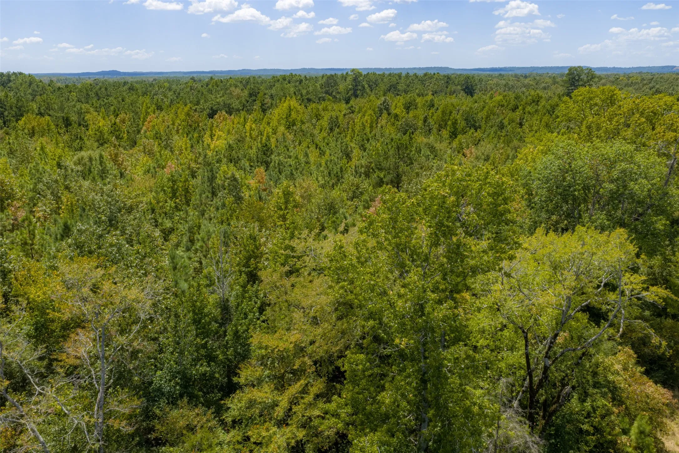 Unimproved Land For Sale in Cherokee County , N County Road 1207, Rusk, Texas 75785, 0, 0, Garage spaces, 0 Sqft, built in 0, mls#21367326, Real Estate Agent in Rusk, Homes For Sale in Cherokee county, Homes For Sale in Rusk, Realtor in Rusk Texas, Real Estate Brokerage Independent Realty Texas, Luminita Cordes Realtor