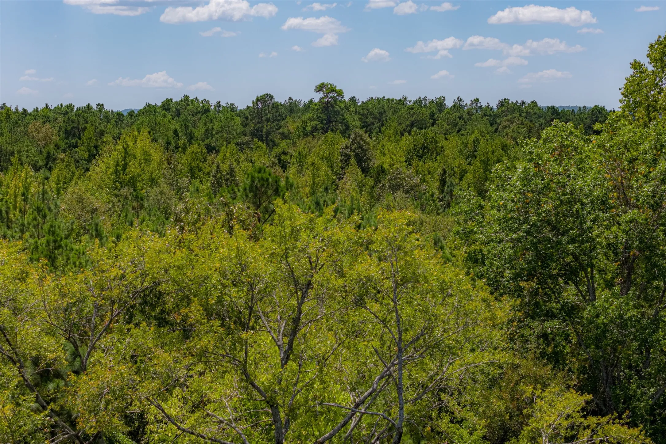 Unimproved Land For Sale in Cherokee County , N County Road 1207, Rusk, Texas 75785, 0, 0, Garage spaces, 0 Sqft, built in 0, mls#21367326, Real Estate Agent in Rusk, Homes For Sale in Cherokee county, Homes For Sale in Rusk, Realtor in Rusk Texas, Real Estate Brokerage Independent Realty Texas, Luminita Cordes Realtor