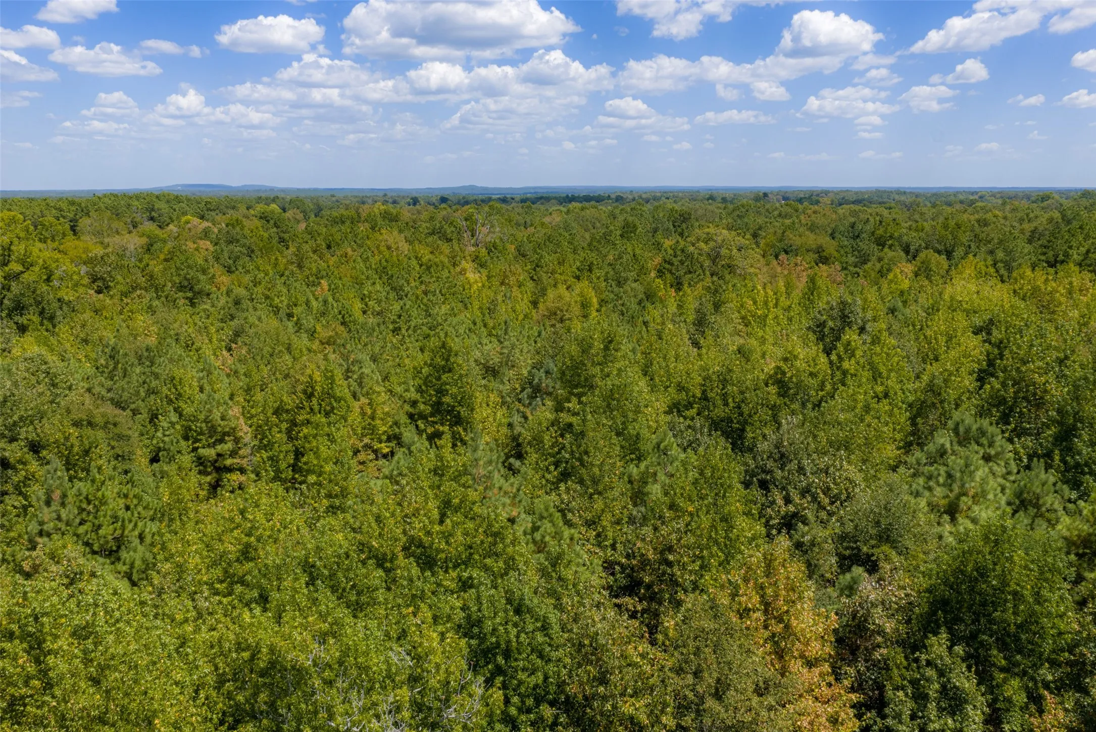 Unimproved Land For Sale in Cherokee County , N County Road 1207, Rusk, Texas 75785, 0, 0, Garage spaces, 0 Sqft, built in 0, mls#21367326, Real Estate Agent in Rusk, Homes For Sale in Cherokee county, Homes For Sale in Rusk, Realtor in Rusk Texas, Real Estate Brokerage Independent Realty Texas, Luminita Cordes Realtor