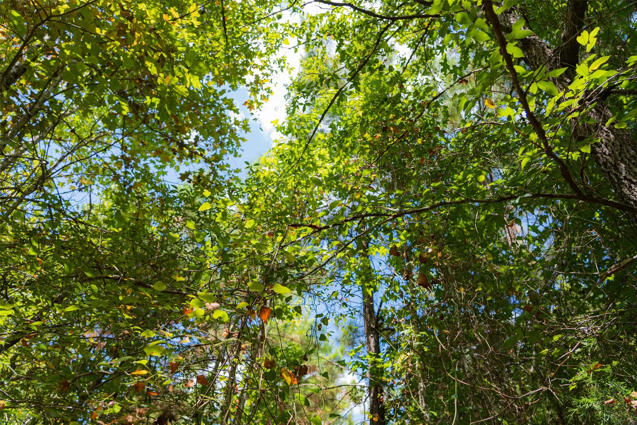 Unimproved Land For Sale in Cherokee County , N County Road 1207, Rusk, Texas 75785, 0, 0, Garage spaces, 0 Sqft, built in 0, mls#21367326, Real Estate Agent in Rusk, Homes For Sale in Cherokee county, Homes For Sale in Rusk, Realtor in Rusk Texas, Real Estate Brokerage Independent Realty Texas, Luminita Cordes Realtor