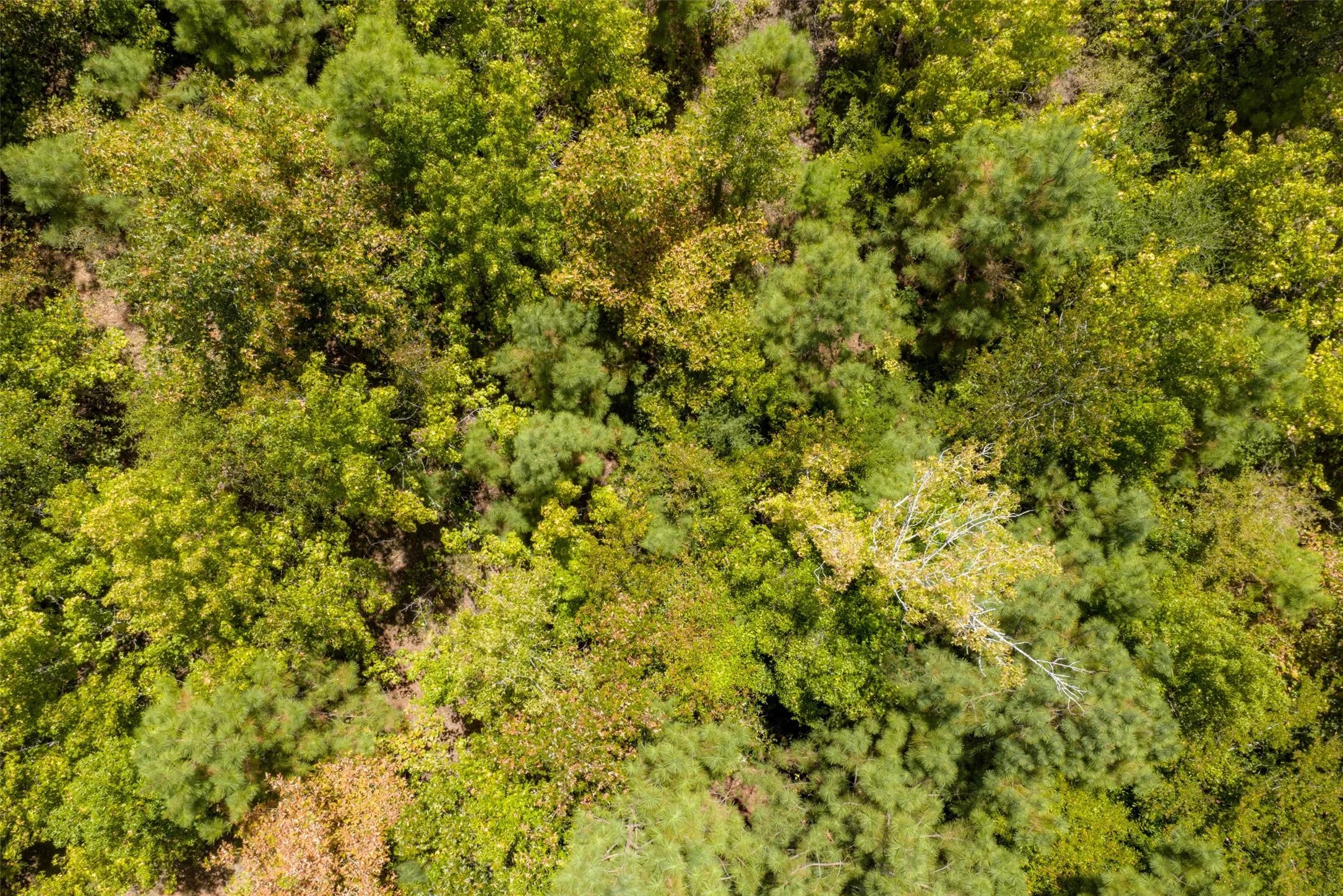 Unimproved Land For Sale in Cherokee County , N County Road 1207, Rusk, Texas 75785, 0, 0, Garage spaces, 0 Sqft, built in 0, mls#21367326, Real Estate Agent in Rusk, Homes For Sale in Cherokee county, Homes For Sale in Rusk, Realtor in Rusk Texas, Real Estate Brokerage Independent Realty Texas, Luminita Cordes Realtor