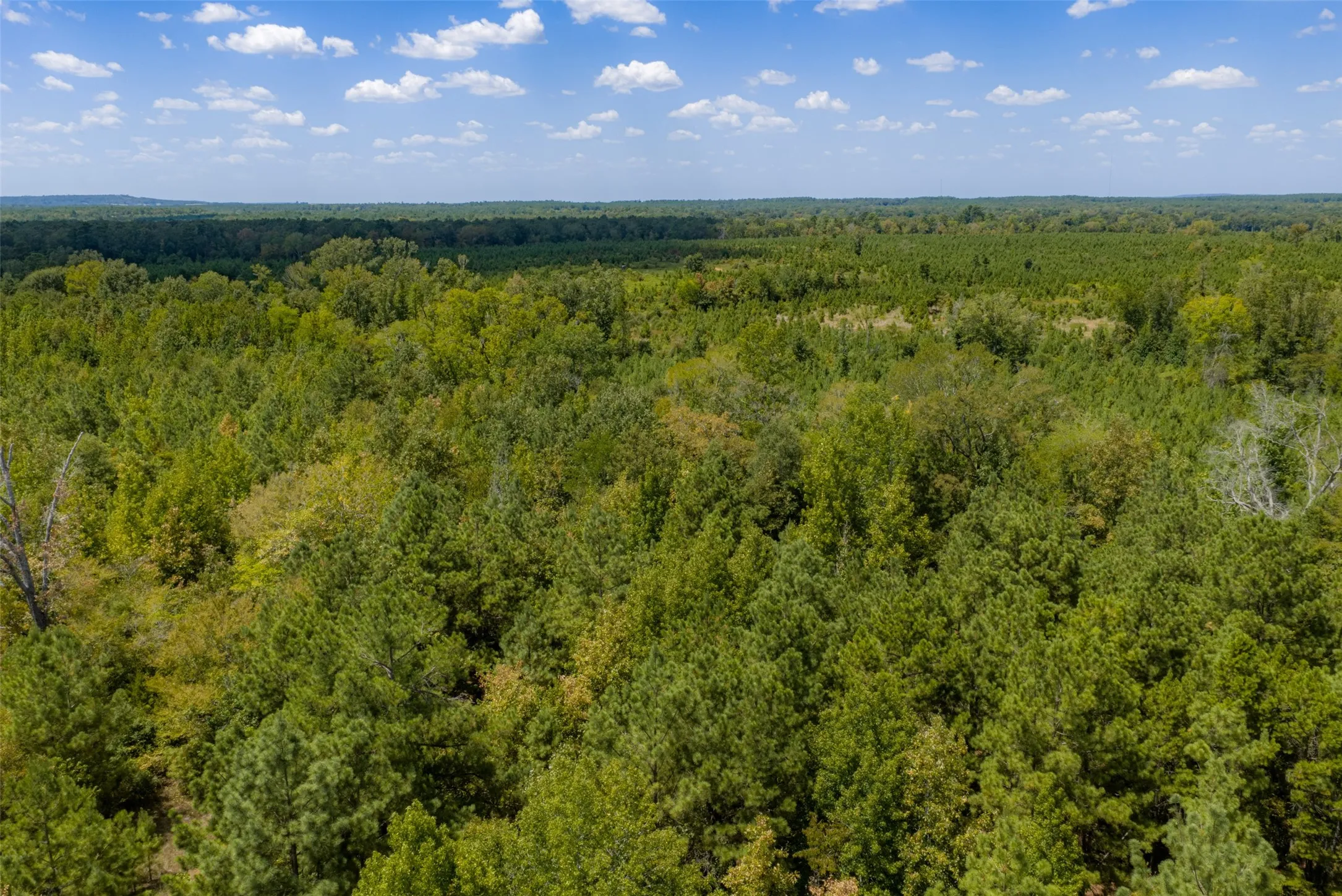 Unimproved Land For Sale in Cherokee County , N County Road 1207, Rusk, Texas 75785, 0, 0, Garage spaces, 0 Sqft, built in 0, mls#21367326, Real Estate Agent in Rusk, Homes For Sale in Cherokee county, Homes For Sale in Rusk, Realtor in Rusk Texas, Real Estate Brokerage Independent Realty Texas, Luminita Cordes Realtor