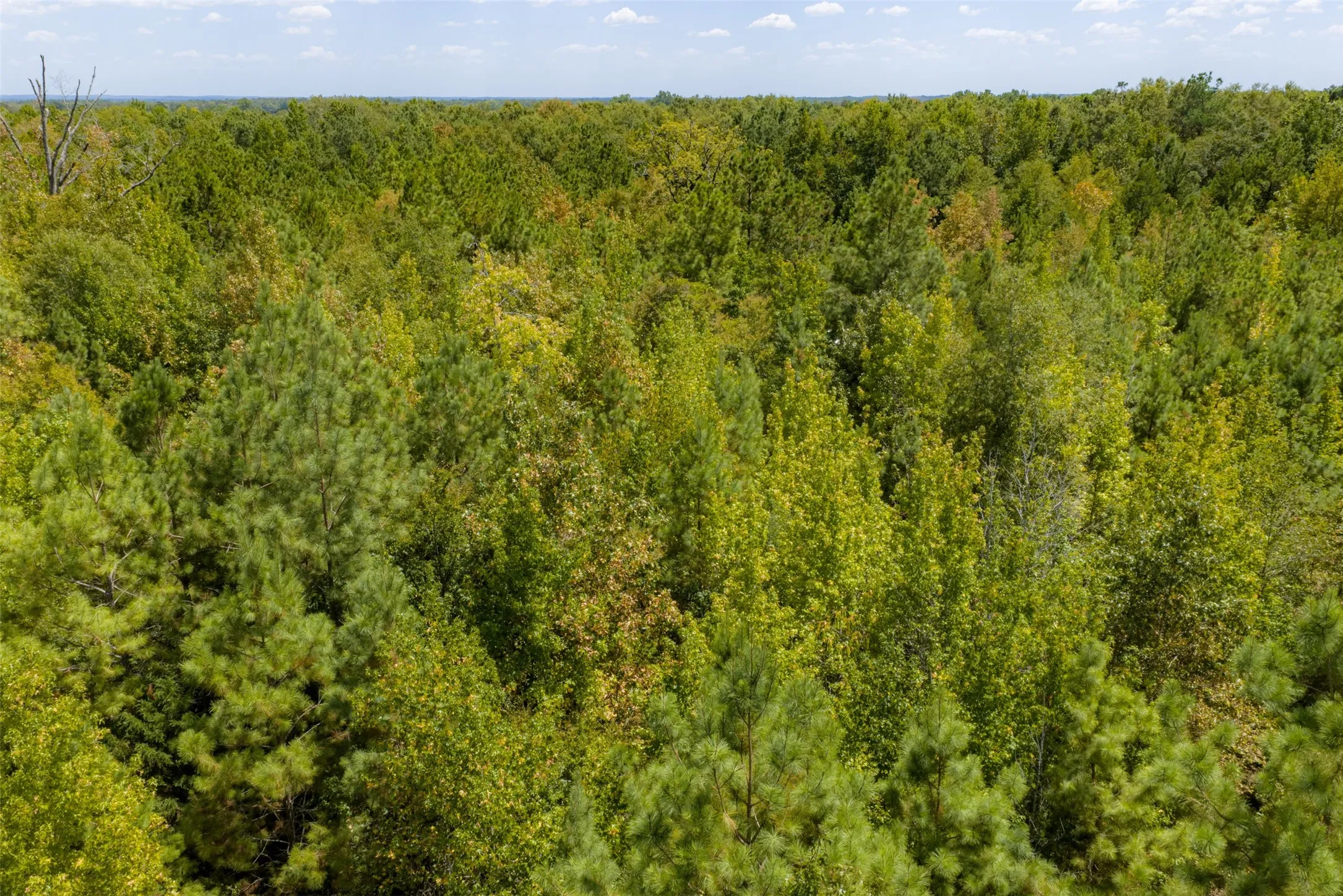 Unimproved Land For Sale in Cherokee County , N County Road 1207, Rusk, Texas 75785, 0, 0, Garage spaces, 0 Sqft, built in 0, mls#21367326, Real Estate Agent in Rusk, Homes For Sale in Cherokee county, Homes For Sale in Rusk, Realtor in Rusk Texas, Real Estate Brokerage Independent Realty Texas, Luminita Cordes Realtor