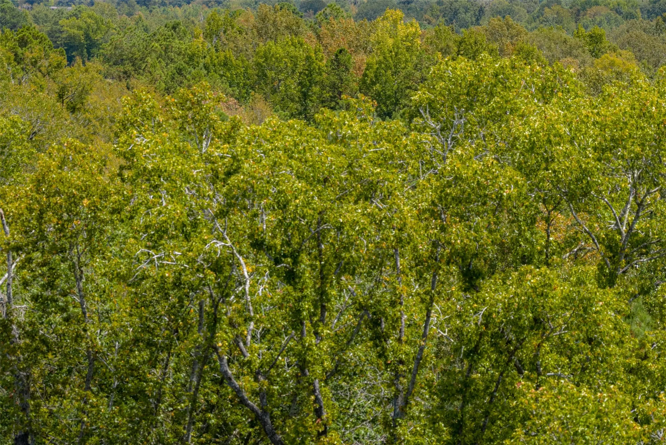 Unimproved Land For Sale in Cherokee County , N County Road 1207, Rusk, Texas 75785, 0, 0, Garage spaces, 0 Sqft, built in 0, mls#21367326, Real Estate Agent in Rusk, Homes For Sale in Cherokee county, Homes For Sale in Rusk, Realtor in Rusk Texas, Real Estate Brokerage Independent Realty Texas, Luminita Cordes Realtor