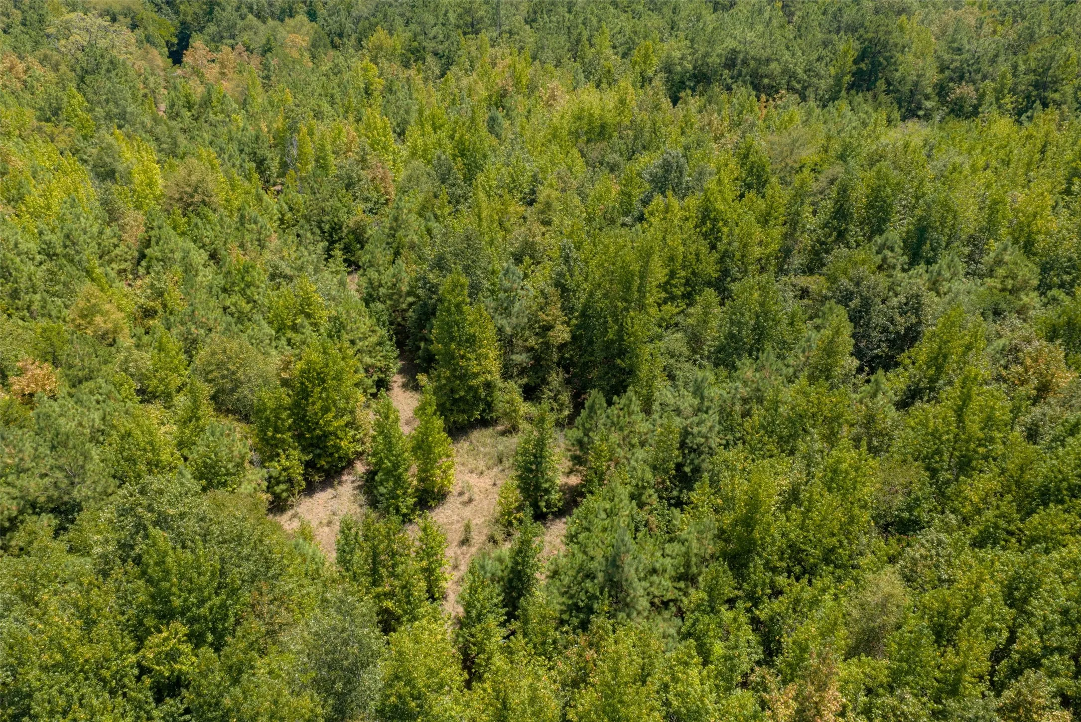 Unimproved Land For Sale in Cherokee County , N County Road 1207, Rusk, Texas 75785, 0, 0, Garage spaces, 0 Sqft, built in 0, mls#21367326, Real Estate Agent in Rusk, Homes For Sale in Cherokee county, Homes For Sale in Rusk, Realtor in Rusk Texas, Real Estate Brokerage Independent Realty Texas, Luminita Cordes Realtor