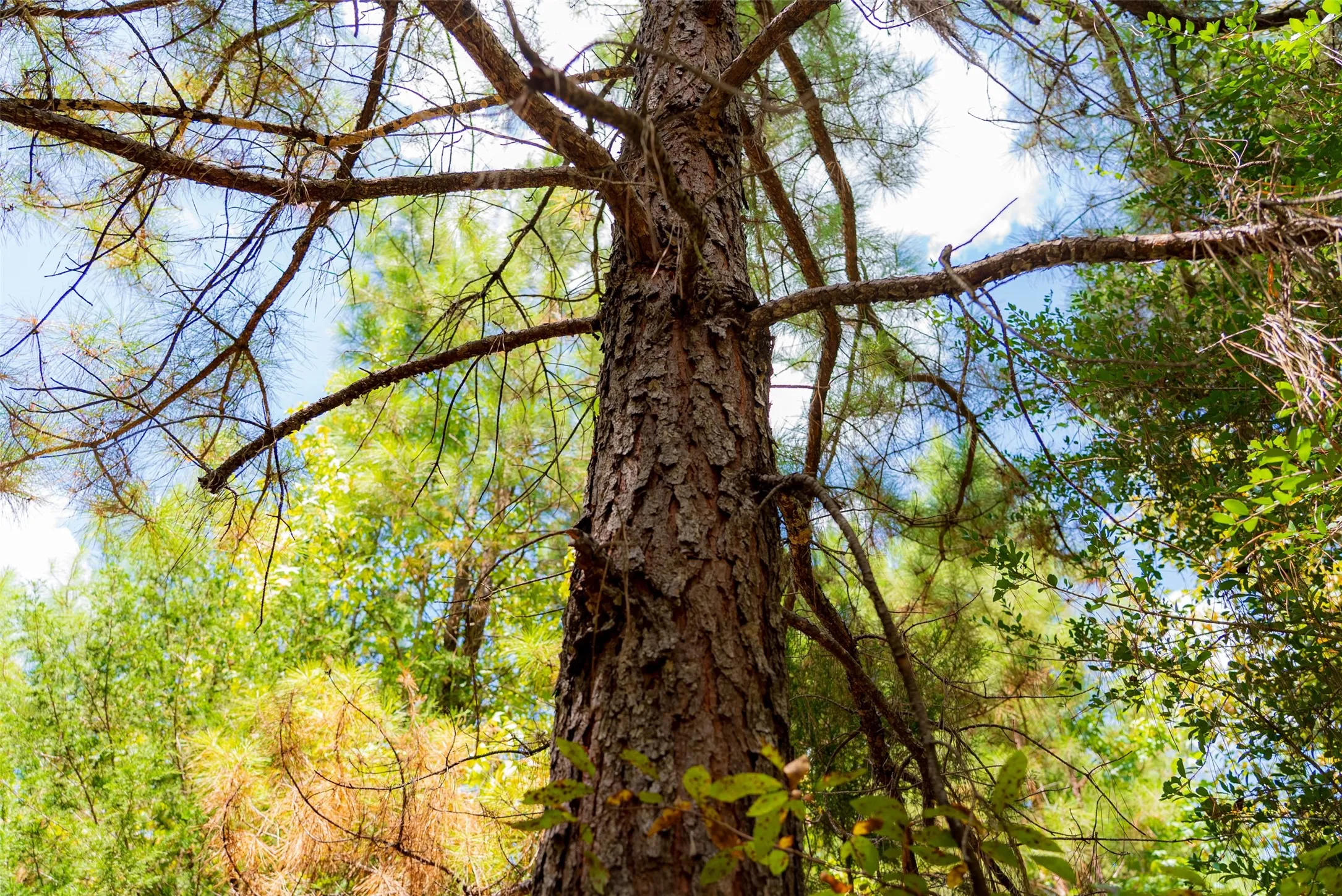 Unimproved Land For Sale in Cherokee County , N County Road 1207, Rusk, Texas 75785, 0, 0, Garage spaces, 0 Sqft, built in 0, mls#21367326, Real Estate Agent in Rusk, Homes For Sale in Cherokee county, Homes For Sale in Rusk, Realtor in Rusk Texas, Real Estate Brokerage Independent Realty Texas, Luminita Cordes Realtor
