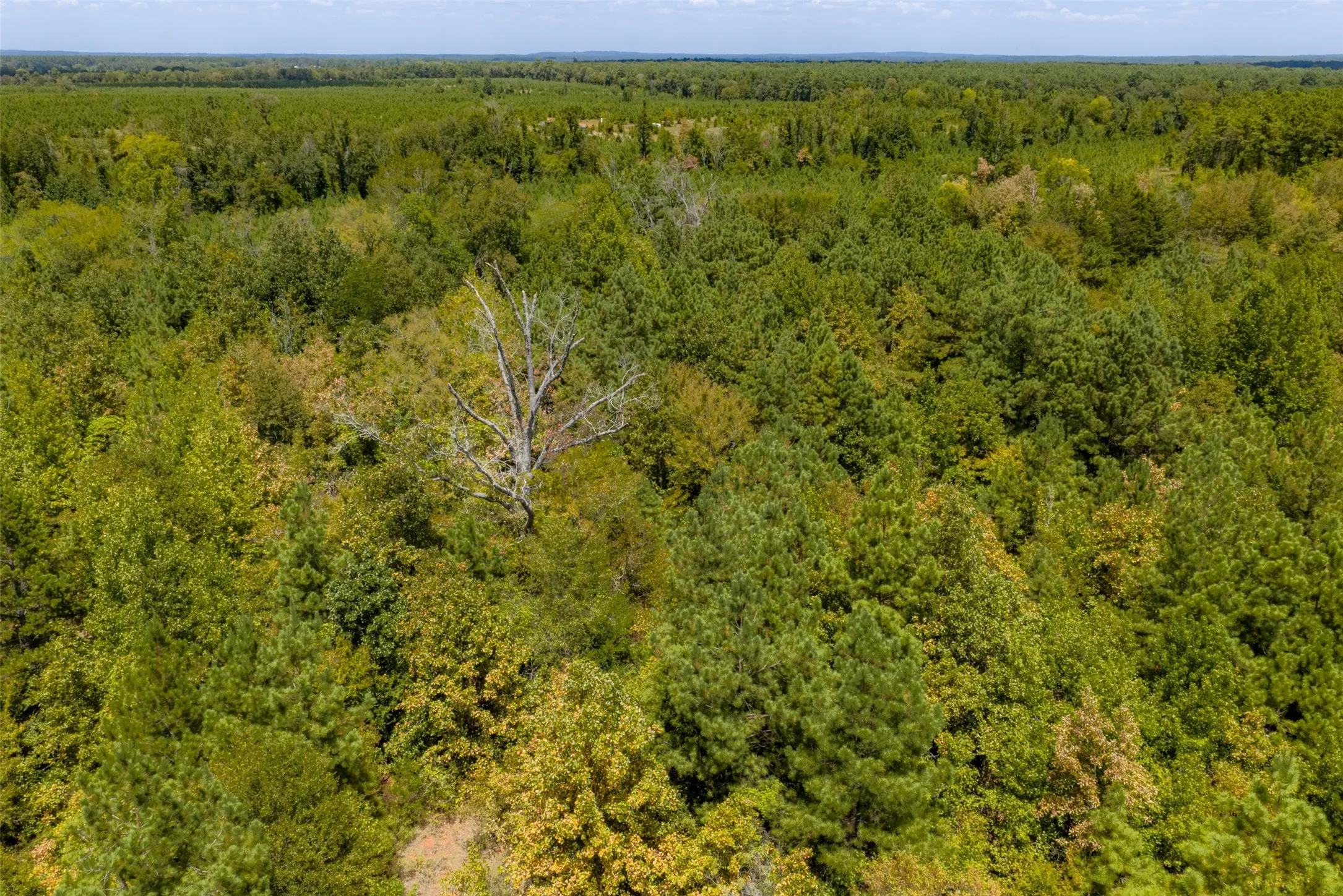 Unimproved Land For Sale in Cherokee County , N County Road 1207, Rusk, Texas 75785, 0, 0, Garage spaces, 0 Sqft, built in 0, mls#21367326, Real Estate Agent in Rusk, Homes For Sale in Cherokee county, Homes For Sale in Rusk, Realtor in Rusk Texas, Real Estate Brokerage Independent Realty Texas, Luminita Cordes Realtor