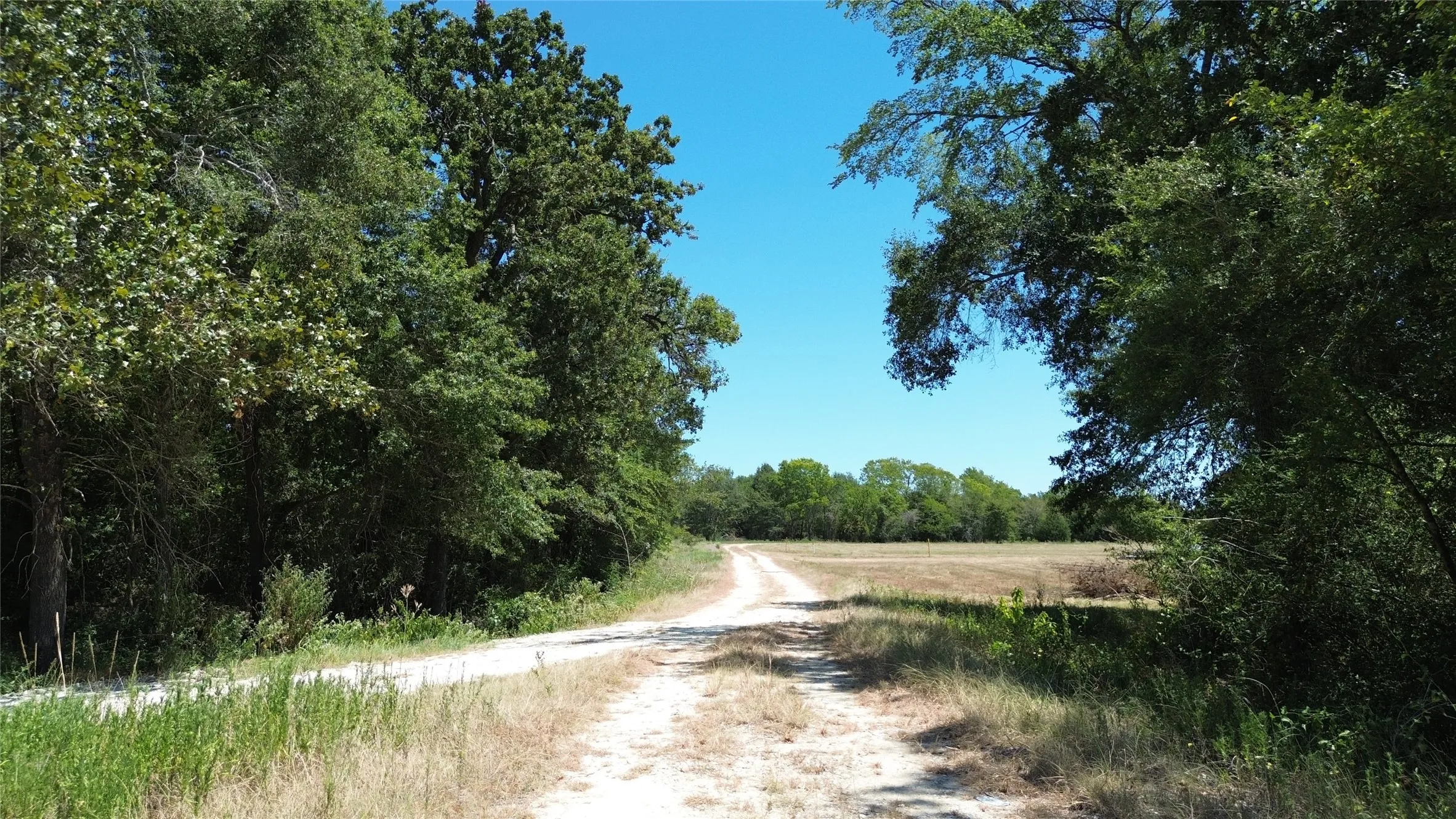 Gravel road bordered by dense tree lines, opening to a sunlit field with distant trees