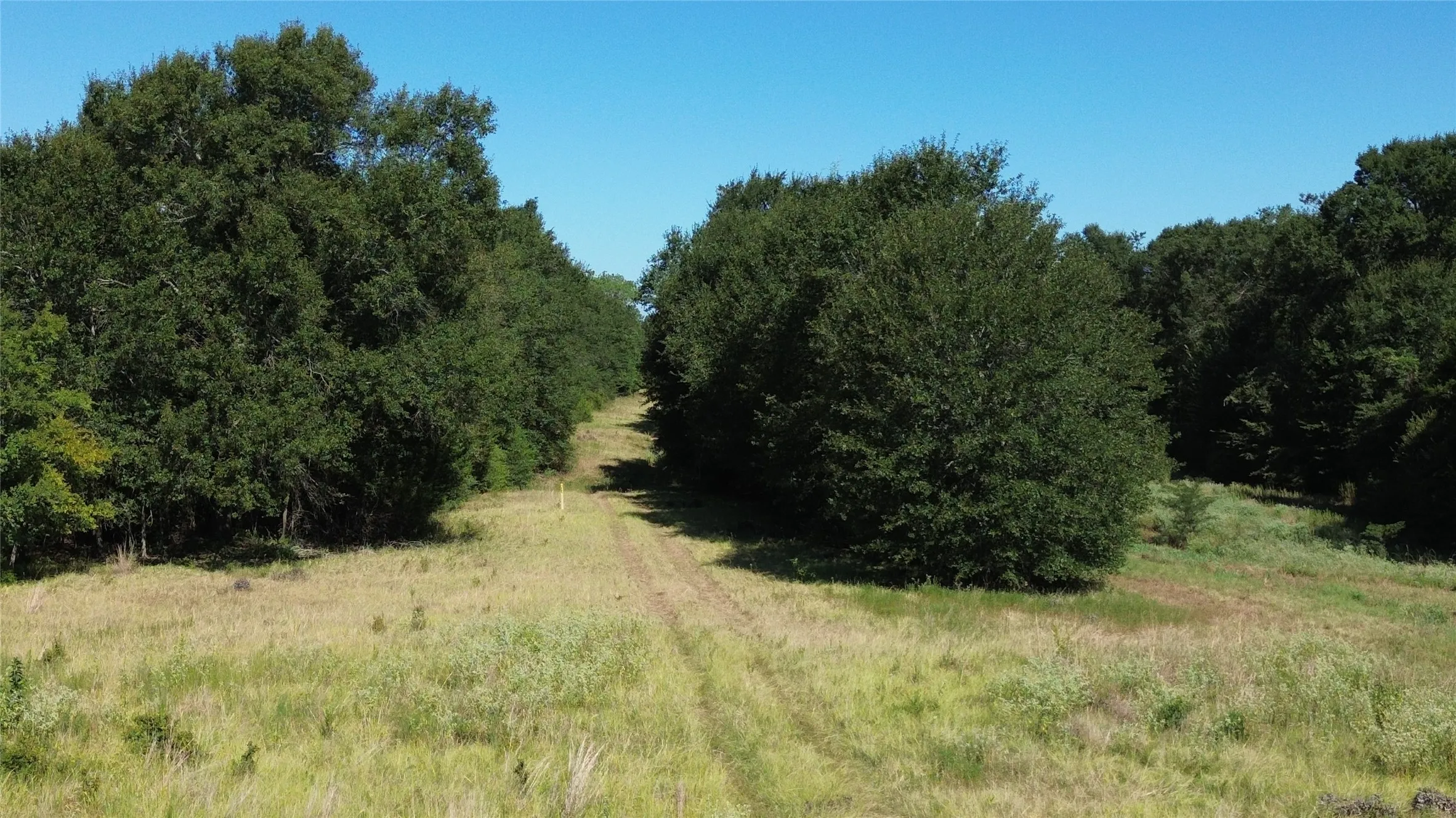 Expansive land parcel featuring a clear sky, mature trees, and natural grassland