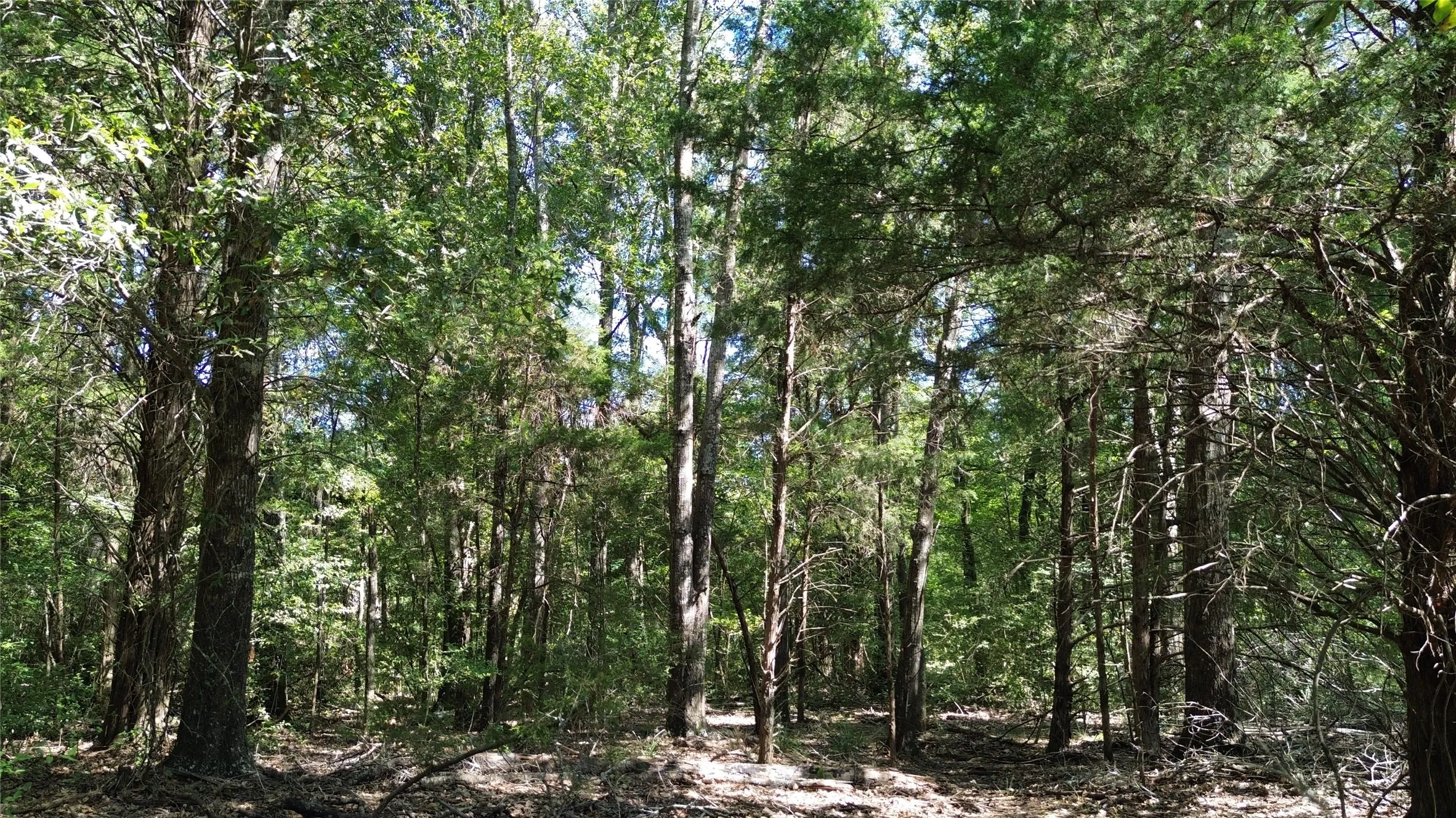 Wooded land featuring mature trees and natural ground cover