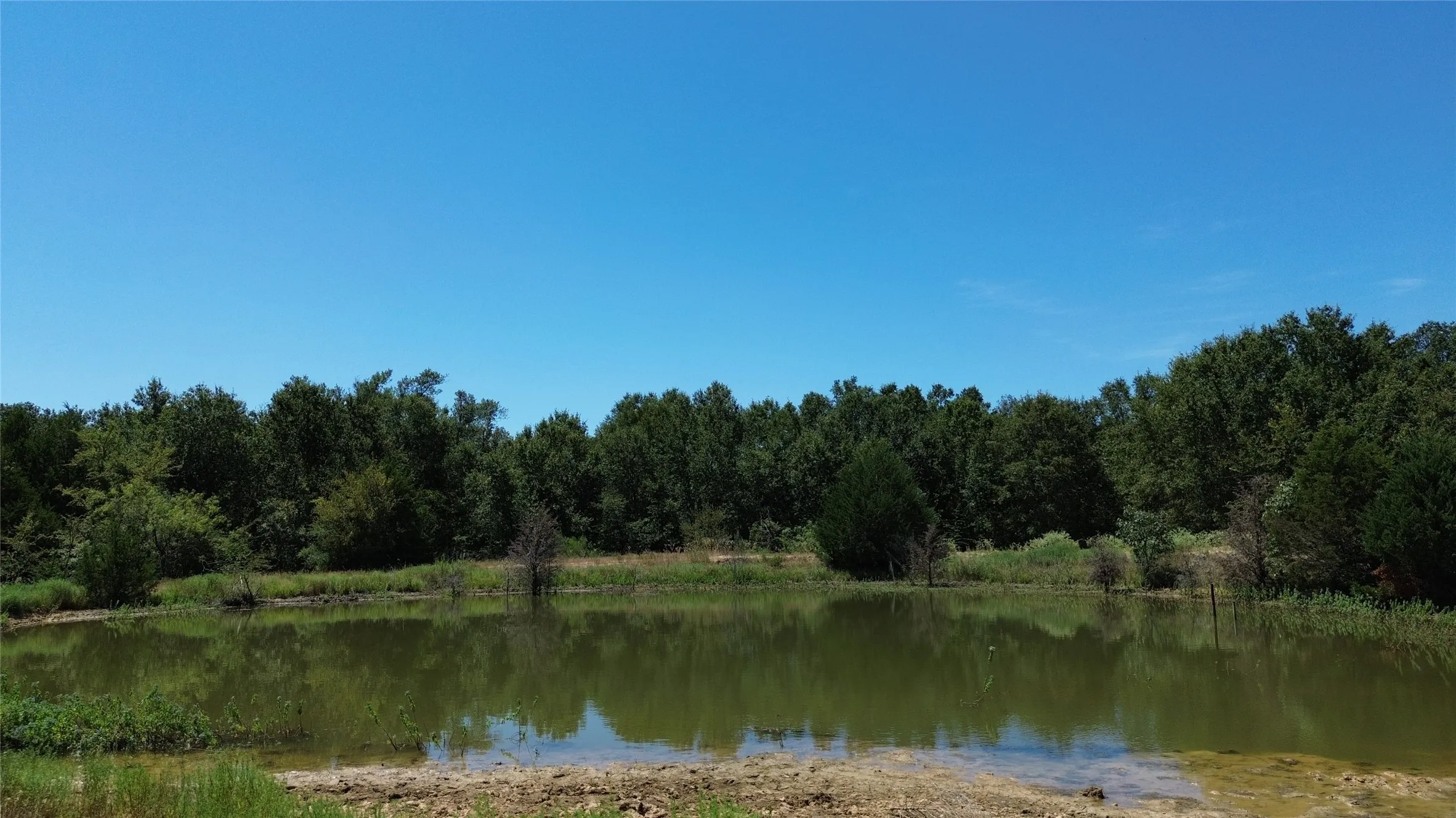 Pond with still water surrounded by natural foliage and mature trees under a clear sky