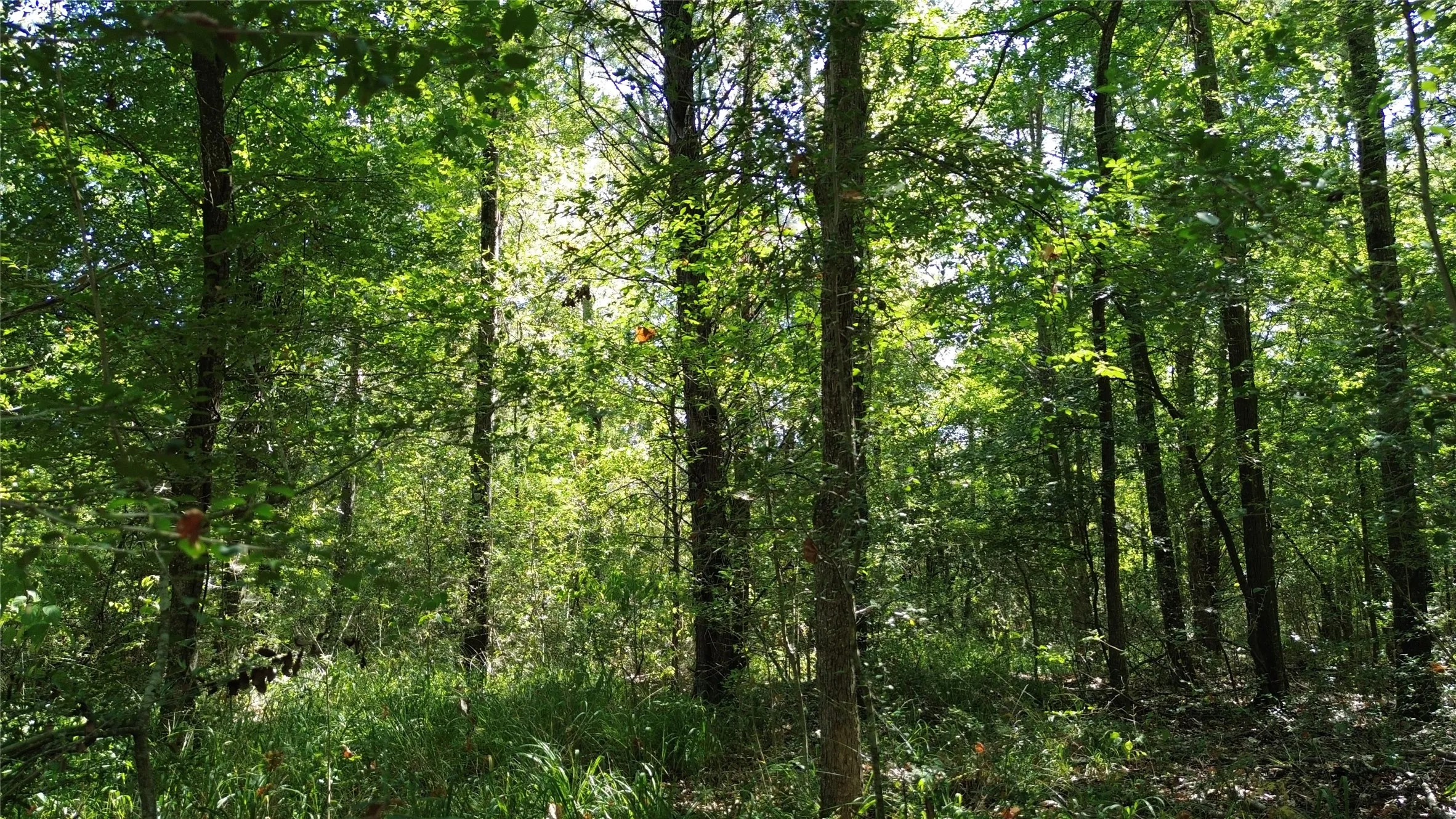 Wooded lot featuring mature trees and lush undergrowth