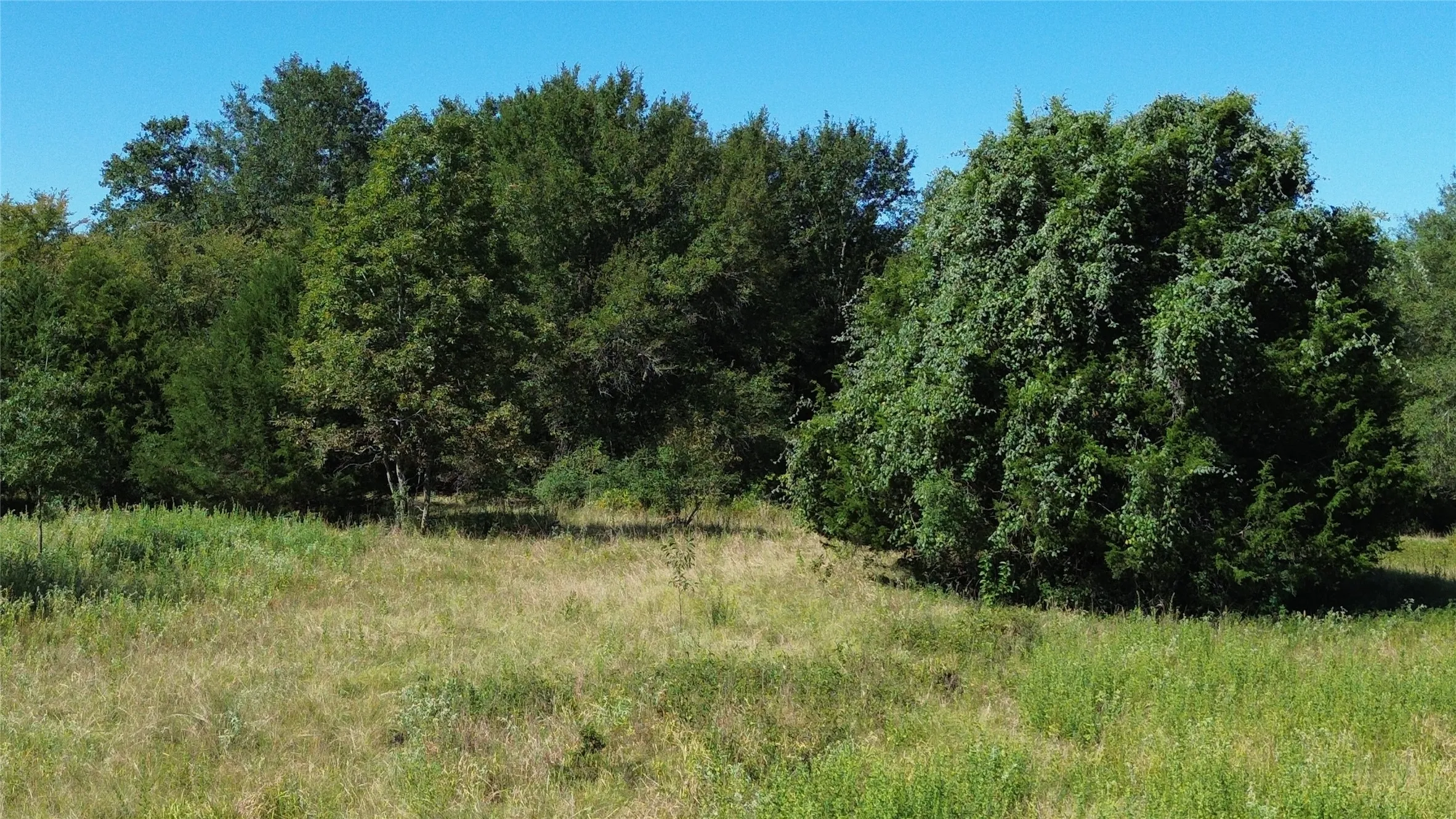 Expansive natural landscape featuring a mix of mature trees and open grassy areas under a clear sky