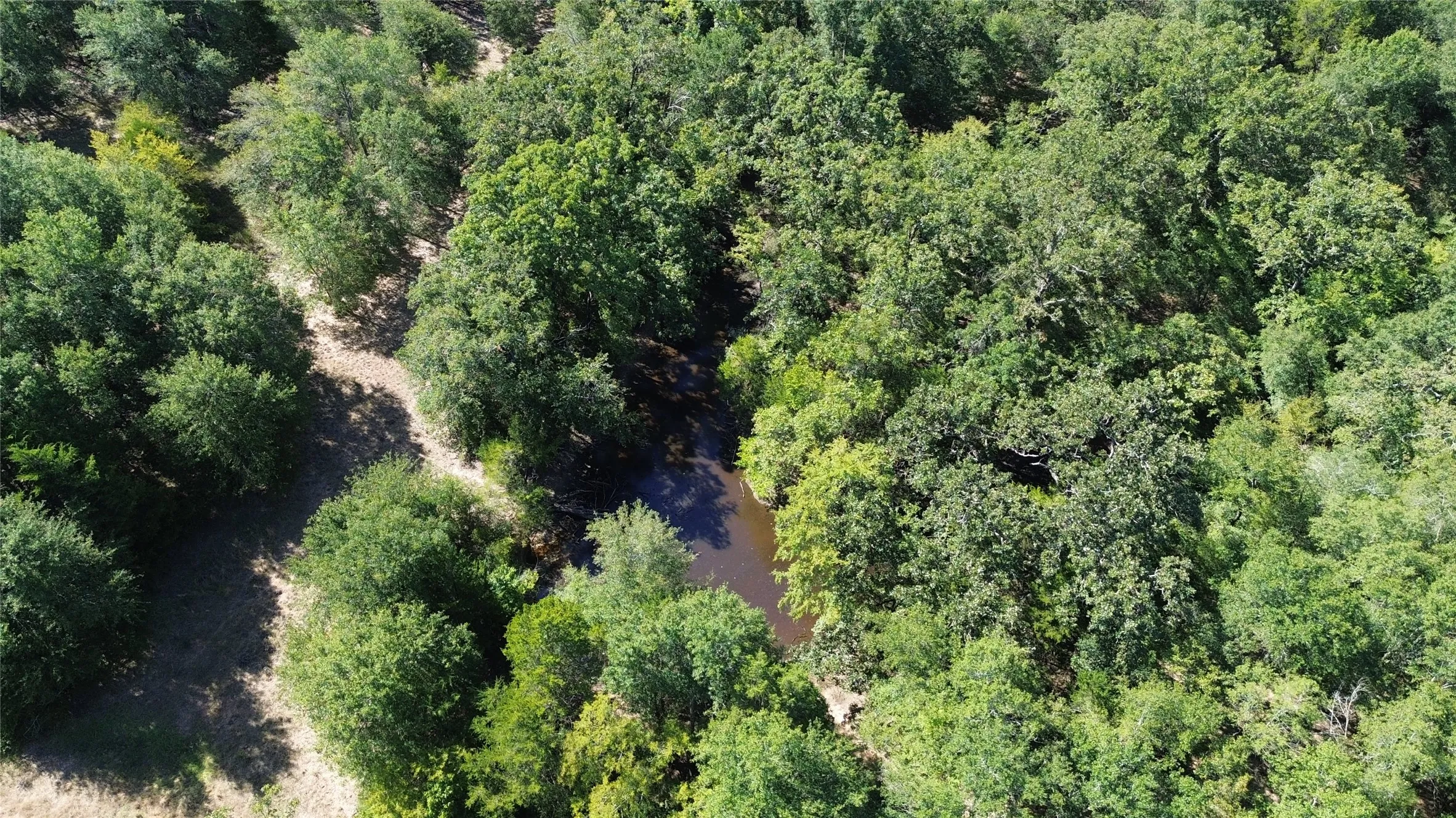 Mature tree canopy with varied foliage and a natural water feature