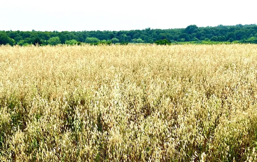 Ranch For Sale in Wise County , 1179 County Road 1990, Chico, Texas 76431, 0, 0, Garage spaces, 0 Sqft, built in 0, Price $874,000, mls#21366824, Real Estate Agent in Chico, Homes For Sale in Wise county, Homes For Sale in Chico, Realtor in Chico Texas, Real Estate Brokerage Independent Realty Texas, Luminita Cordes Realtor