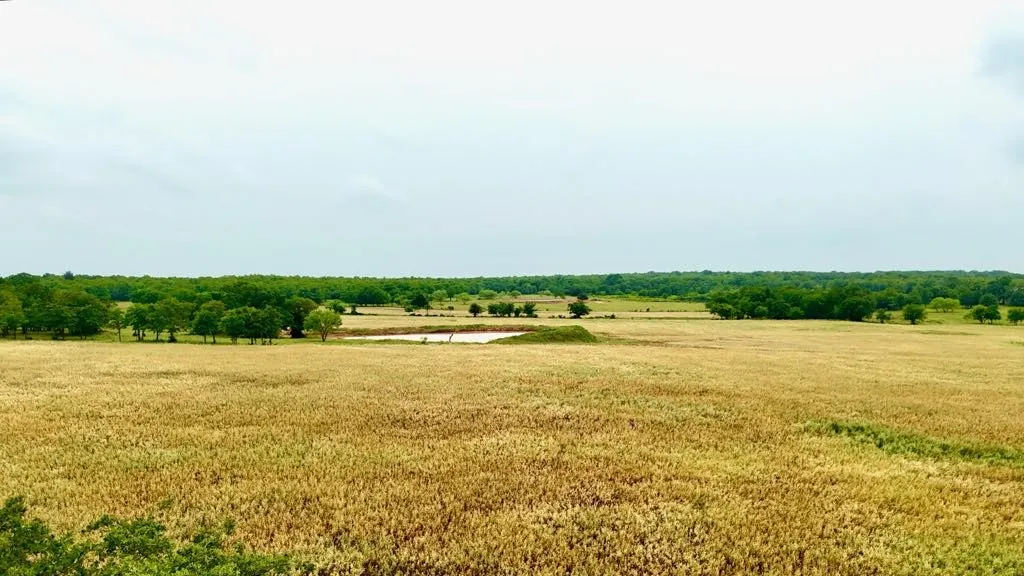 Ranch For Sale in Wise County , 1179 County Road 1990, Chico, Texas 76431, 0, 0, Garage spaces, 0 Sqft, built in 0, Price $874,000, mls#21366824, Real Estate Agent in Chico, Homes For Sale in Wise county, Homes For Sale in Chico, Realtor in Chico Texas, Real Estate Brokerage Independent Realty Texas, Luminita Cordes Realtor