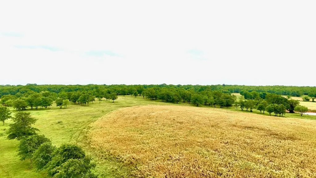 Ranch For Sale in Wise County , 1179 County Road 1990, Chico, Texas 76431, 0, 0, Garage spaces, 0 Sqft, built in 0, Price $874,000, mls#21366824, Real Estate Agent in Chico, Homes For Sale in Wise county, Homes For Sale in Chico, Realtor in Chico Texas, Real Estate Brokerage Independent Realty Texas, Luminita Cordes Realtor