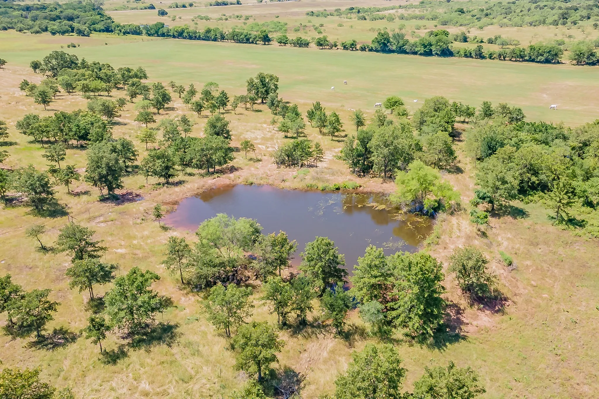 Ranch For Sale in Wise County , 1179 County Road 1990, Chico, Texas 76431, 0, 0, Garage spaces, 0 Sqft, built in 0, Price $874,000, mls#21366824, Real Estate Agent in Chico, Homes For Sale in Wise county, Homes For Sale in Chico, Realtor in Chico Texas, Real Estate Brokerage Independent Realty Texas, Luminita Cordes Realtor