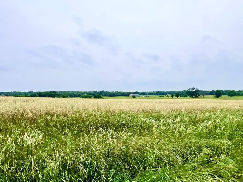 Ranch For Sale in Wise County , 1179 County Road 1990, Chico, Texas 76431, 0, 0, Garage spaces, 0 Sqft, built in 0, Price $874,000, mls#21366824, Real Estate Agent in Chico, Homes For Sale in Wise county, Homes For Sale in Chico, Realtor in Chico Texas, Real Estate Brokerage Independent Realty Texas, Luminita Cordes Realtor