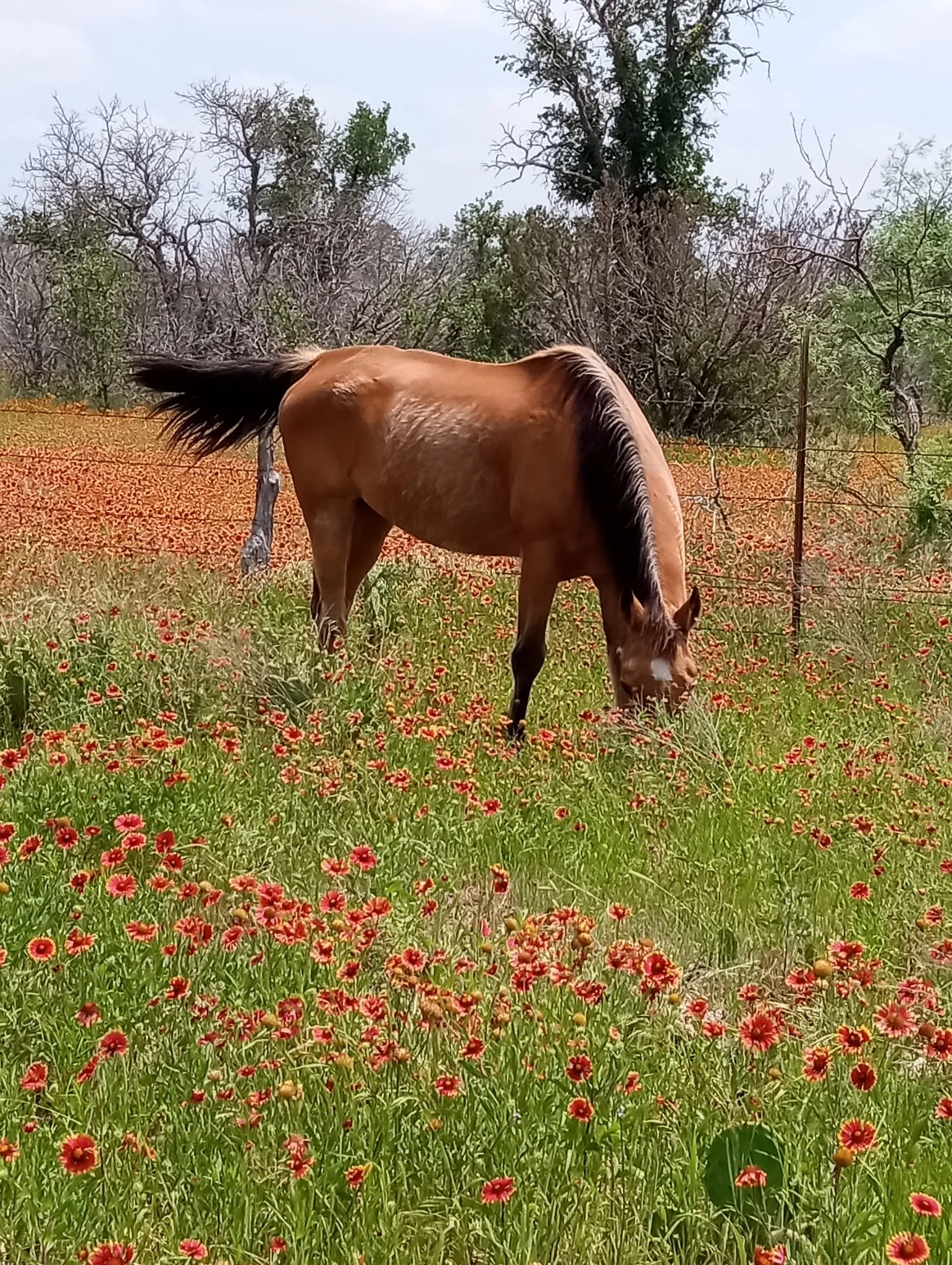 Single Family Residence For Sale in Brown County , 9486 Coppic Ranch Road, Brownwood, Texas 76801, 3 Bedroom, 3 Bathroom, Garage spaces, 1,550 Sqft, built in 0, mls#21363267, Real Estate Agent in Brownwood, Homes For Sale in Brown county, Homes For Sale in Brownwood, Realtor in Brownwood Texas, Real Estate Brokerage Independent Realty Texas, Luminita Cordes Realtor