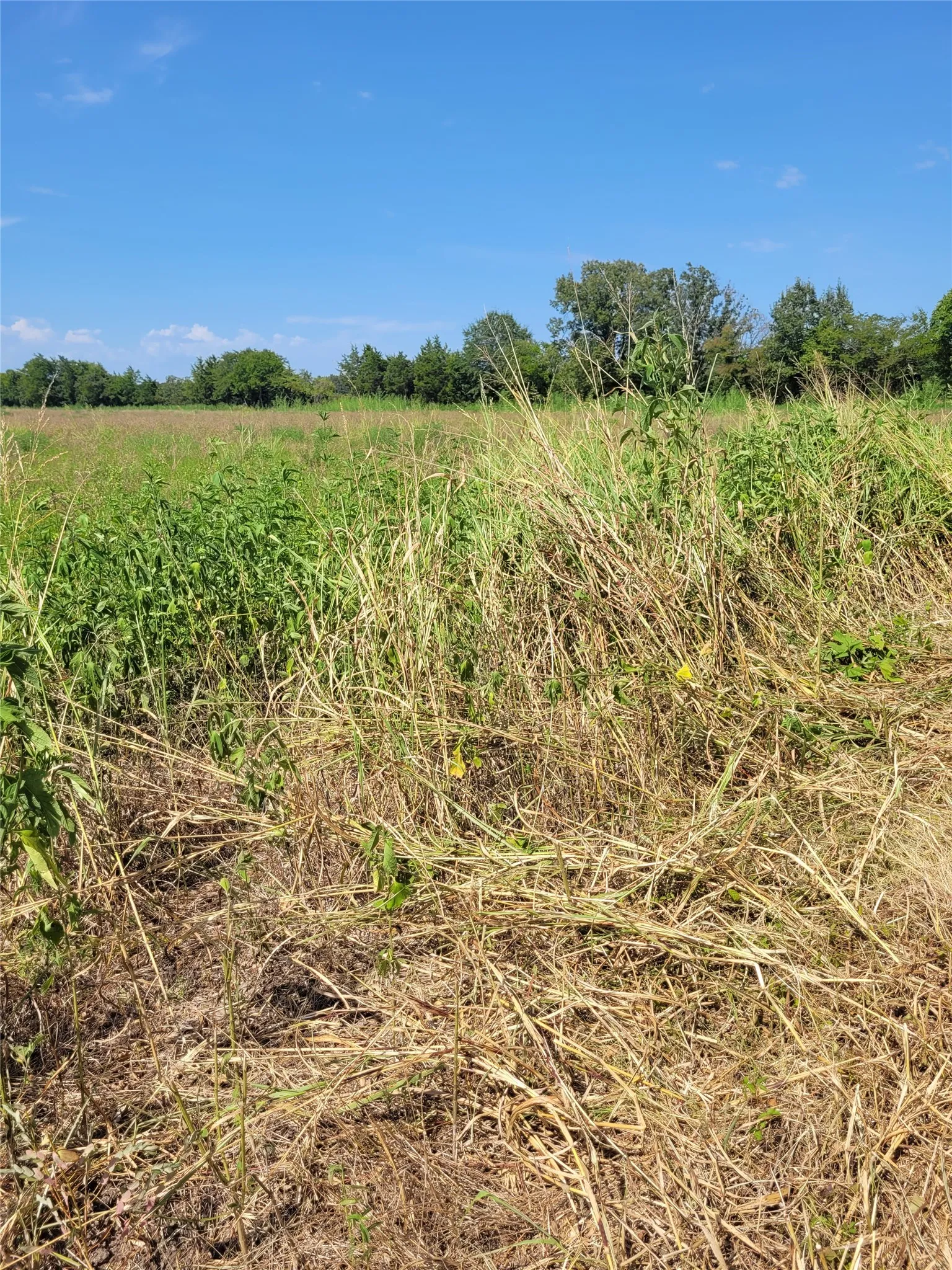 Unimproved Land For Sale in Red River (TX) County , TBD COUNTY ROAD 4135, Clarksville, Texas 84526, 0, 0, Garage spaces, 0 Sqft, built in 0, Price $55,000, mls#21367468, Real Estate Agent in Clarksville, Homes For Sale in Red River (TX) county, Homes For Sale in Clarksville, Realtor in Clarksville Texas, Real Estate Brokerage Independent Realty Texas, Luminita Cordes Realtor
