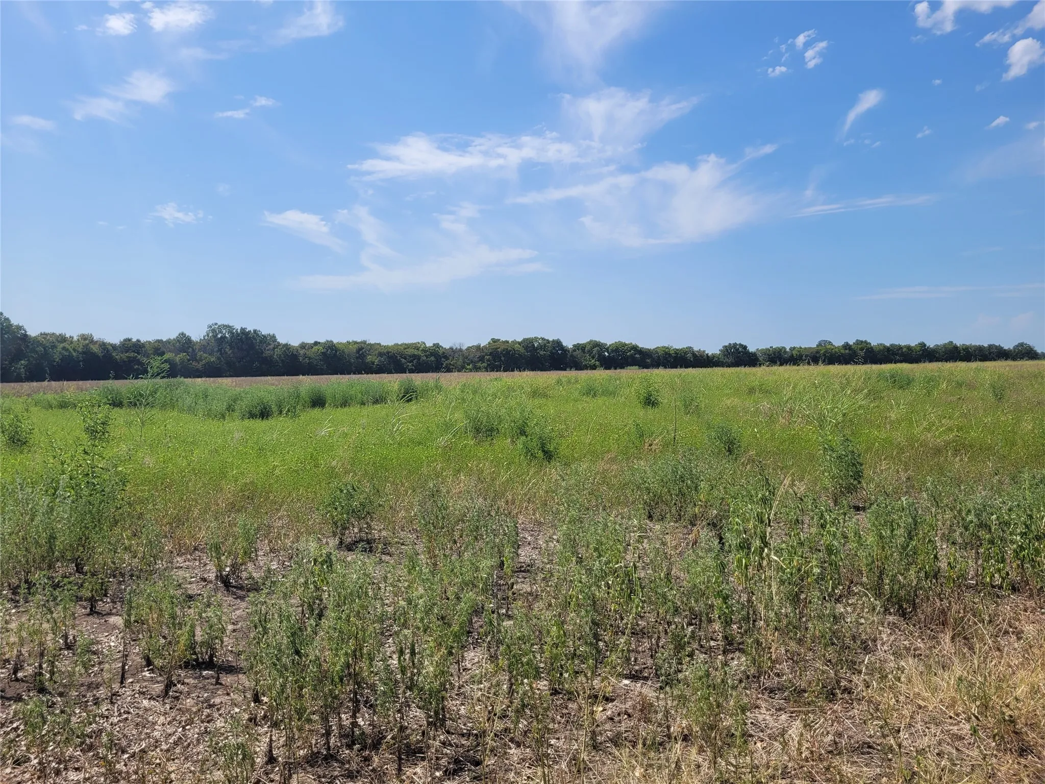 Unimproved Land For Sale in Red River (TX) County , TBD COUNTY ROAD 4135, Clarksville, Texas 84526, 0, 0, Garage spaces, 0 Sqft, built in 0, Price $55,000, mls#21367468, Real Estate Agent in Clarksville, Homes For Sale in Red River (TX) county, Homes For Sale in Clarksville, Realtor in Clarksville Texas, Real Estate Brokerage Independent Realty Texas, Luminita Cordes Realtor
