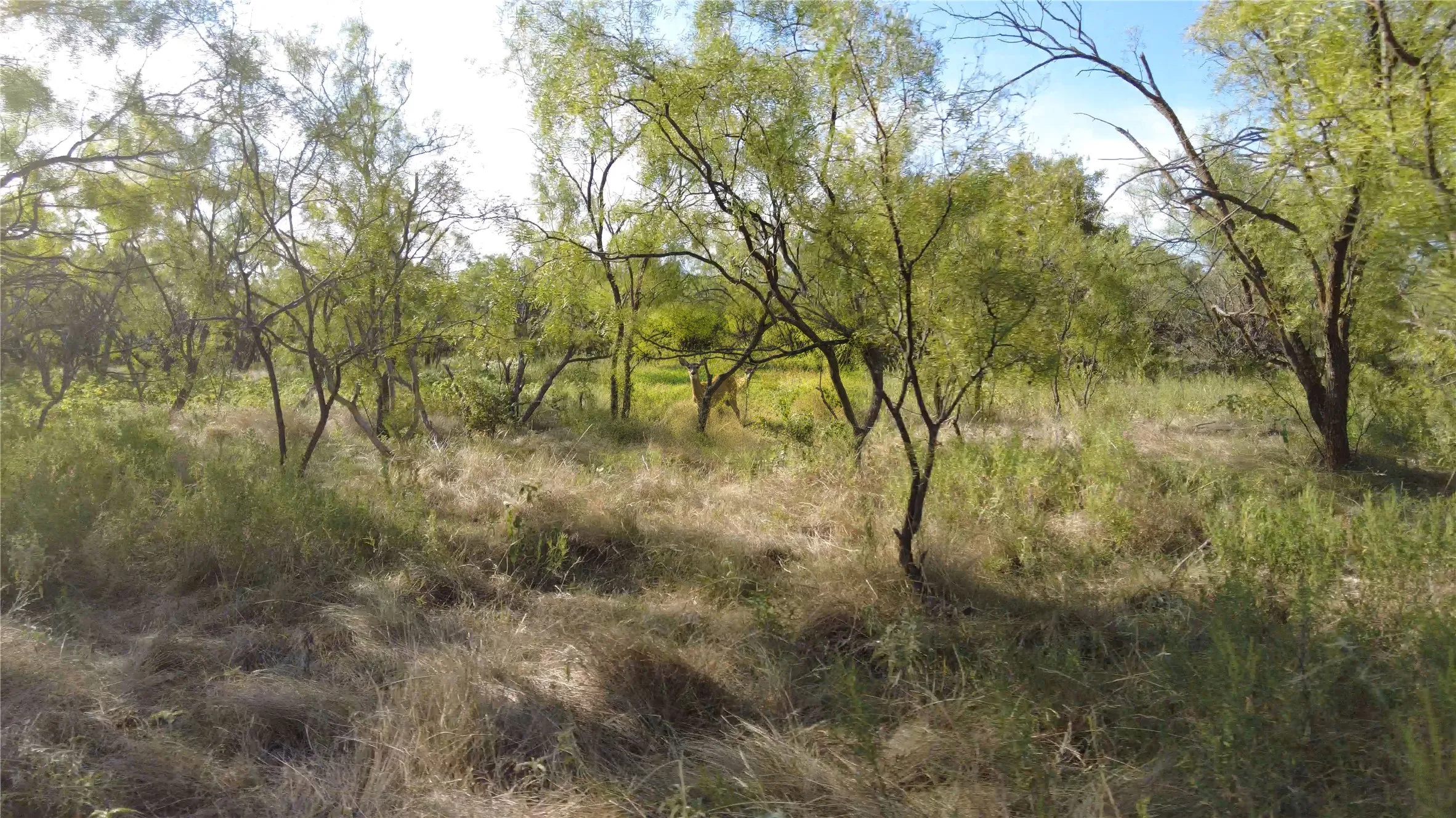 Improved Land For Sale in Stephens County , 000 County Rd 103, Caddo, Texas 76429, 0, 0, Garage spaces, 0 Sqft, built in 0, Price $6,900,000, mls#21366092, Real Estate Agent in Caddo, Homes For Sale in Stephens county, Homes For Sale in Caddo, Realtor in Caddo Texas, Real Estate Brokerage Independent Realty Texas, Luminita Cordes Realtor