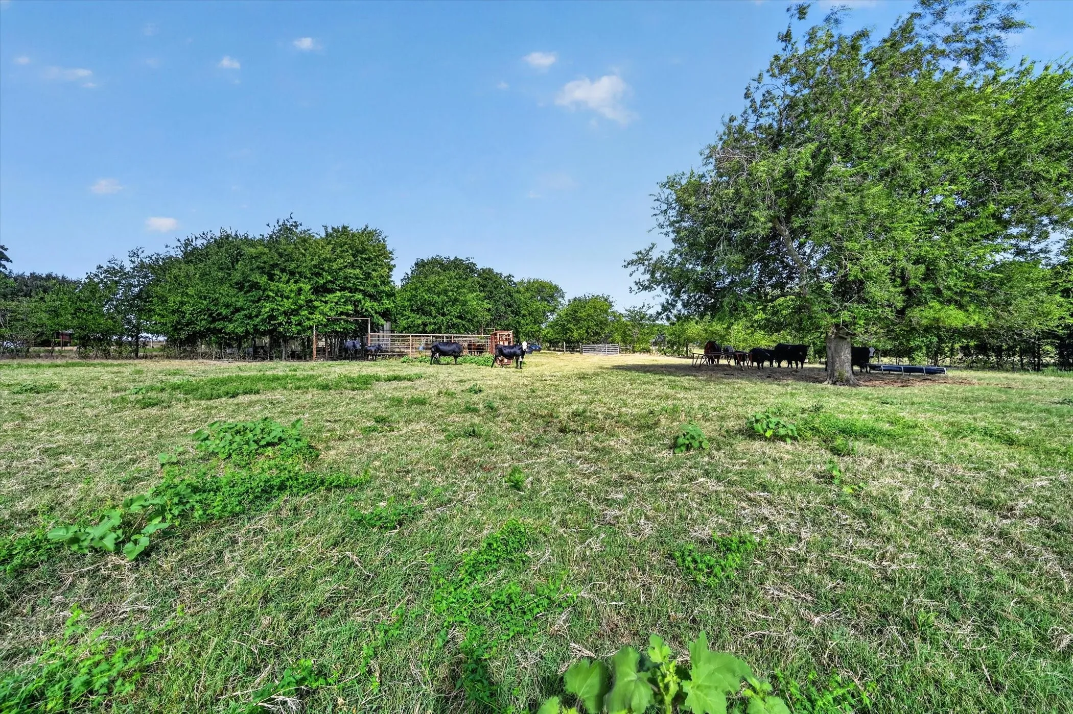 Improved Land For Sale in Ellis County , 401 Dale Acres Road, Italy, Texas 76651, 0, 0, Garage spaces, 0 Sqft, built in 2003, mls#21365854, Real Estate Agent in Italy, Homes For Sale in Ellis county, Homes For Sale in Italy, Realtor in Italy Texas, Real Estate Brokerage Independent Realty Texas, Luminita Cordes Realtor