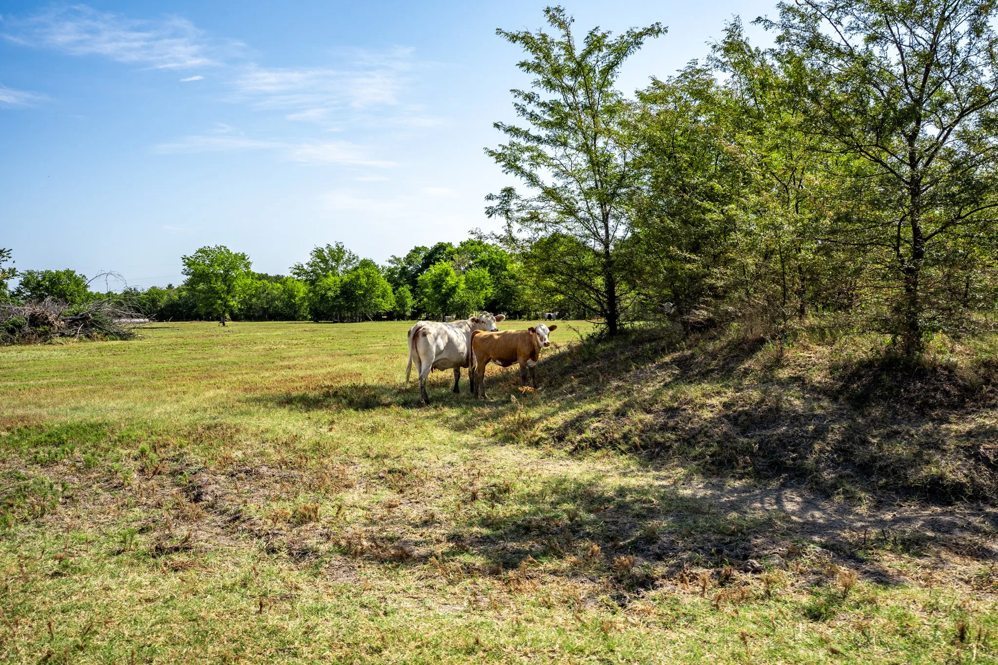 Unimproved Land For Sale in Hopkins County , 229 County Road 4733, Cumby, Texas 75433, 0, 0, Garage spaces, 0 Sqft, built in 0, mls#21367601, Real Estate Agent in Cumby, Homes For Sale in Hopkins county, Homes For Sale in Cumby, Realtor in Cumby Texas, Real Estate Brokerage Independent Realty Texas, Luminita Cordes Realtor