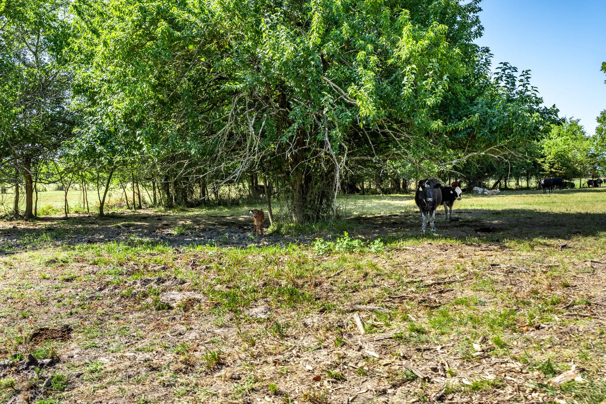 Unimproved Land For Sale in Hopkins County , 229 County Road 4733, Cumby, Texas 75433, 0, 0, Garage spaces, 0 Sqft, built in 0, mls#21367601, Real Estate Agent in Cumby, Homes For Sale in Hopkins county, Homes For Sale in Cumby, Realtor in Cumby Texas, Real Estate Brokerage Independent Realty Texas, Luminita Cordes Realtor