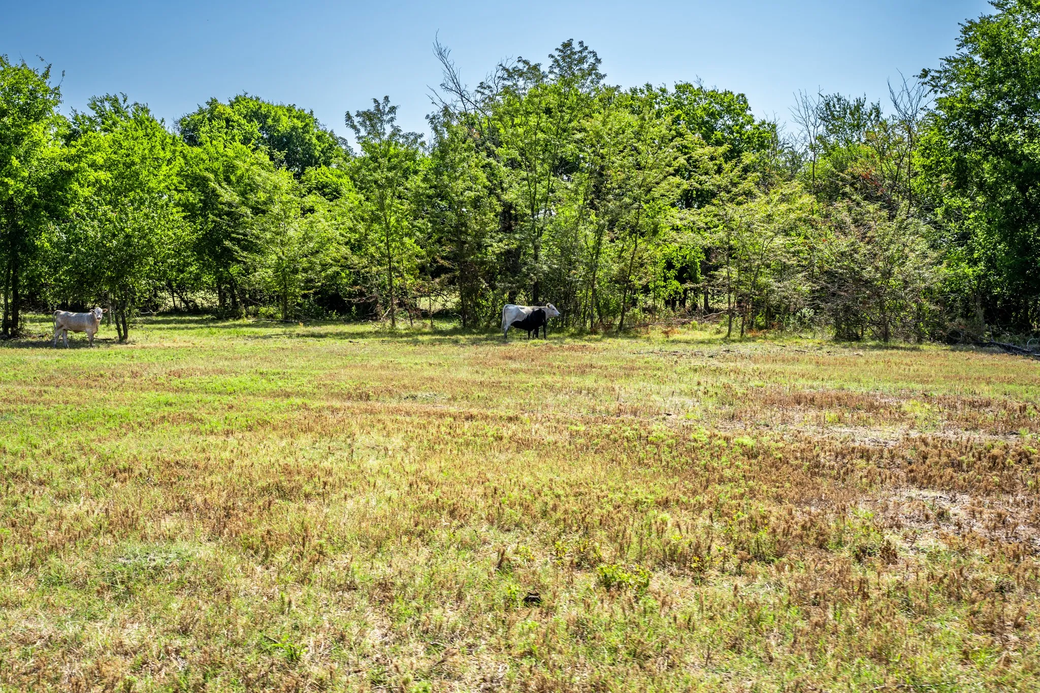 Unimproved Land For Sale in Hopkins County , 229 County Road 4733, Cumby, Texas 75433, 0, 0, Garage spaces, 0 Sqft, built in 0, mls#21367601, Real Estate Agent in Cumby, Homes For Sale in Hopkins county, Homes For Sale in Cumby, Realtor in Cumby Texas, Real Estate Brokerage Independent Realty Texas, Luminita Cordes Realtor