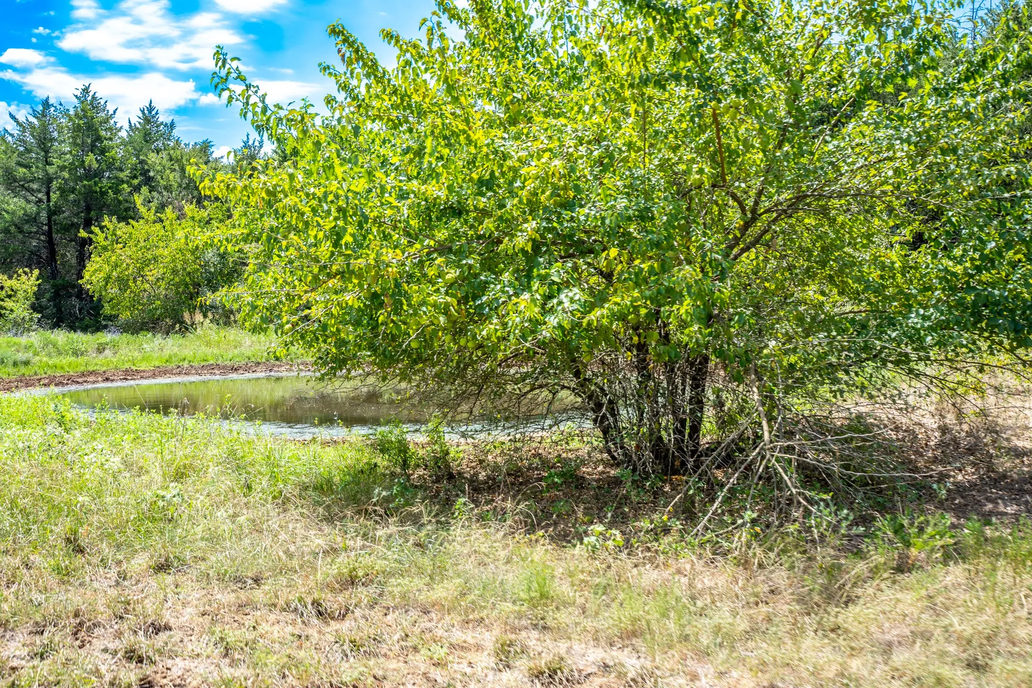 Unimproved Land For Sale in Fannin County , 000 County Road 2615, Ivanhoe, Texas 75447, 0, 0, Garage spaces, 0 Sqft, built in 0, mls#21367603, Real Estate Agent in Ivanhoe, Homes For Sale in Fannin county, Homes For Sale in Ivanhoe, Realtor in Ivanhoe Texas, Real Estate Brokerage Independent Realty Texas, Luminita Cordes Realtor