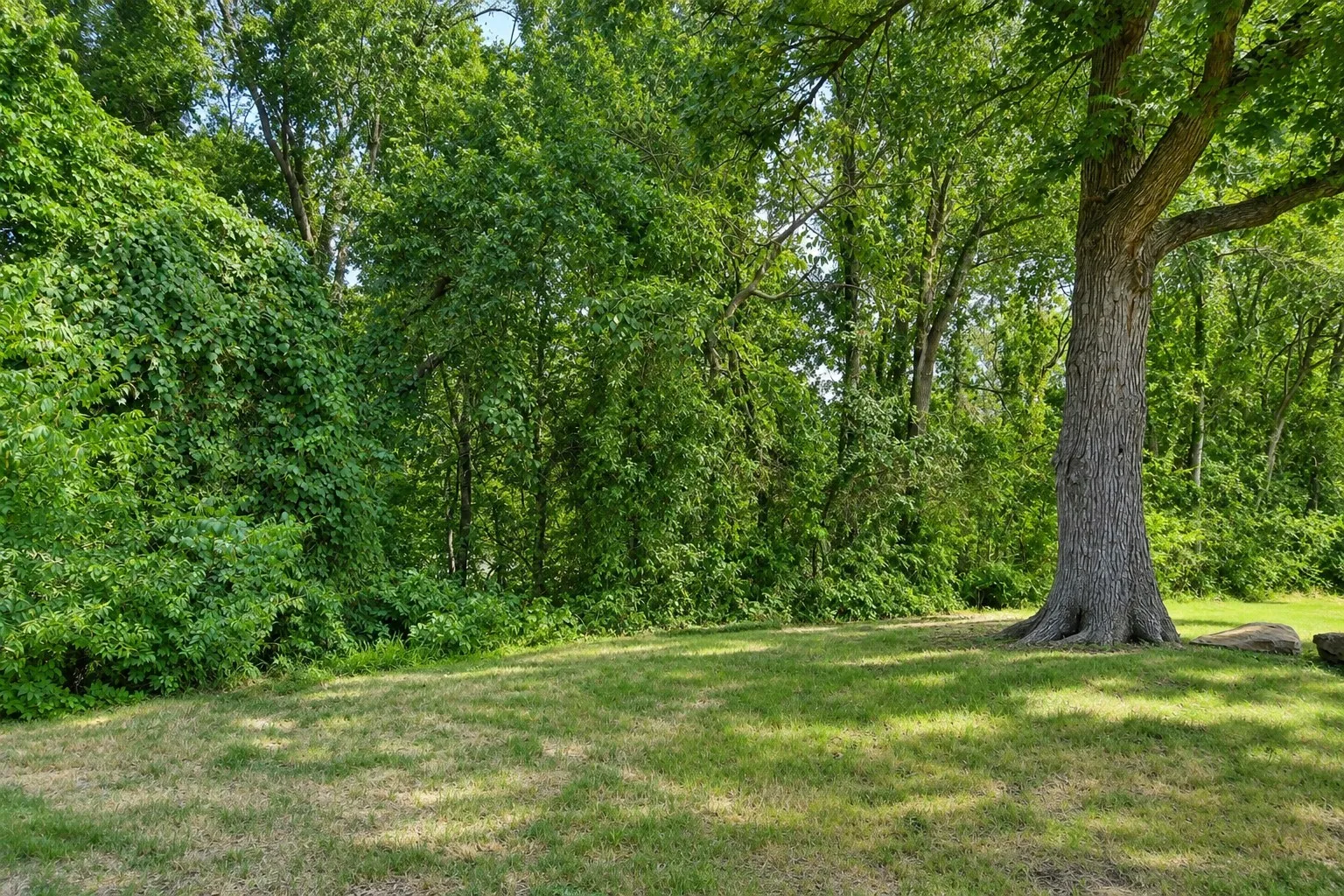 Expansive green lawn with dappled sunlight, bordered by dense mature trees and lush green foliage