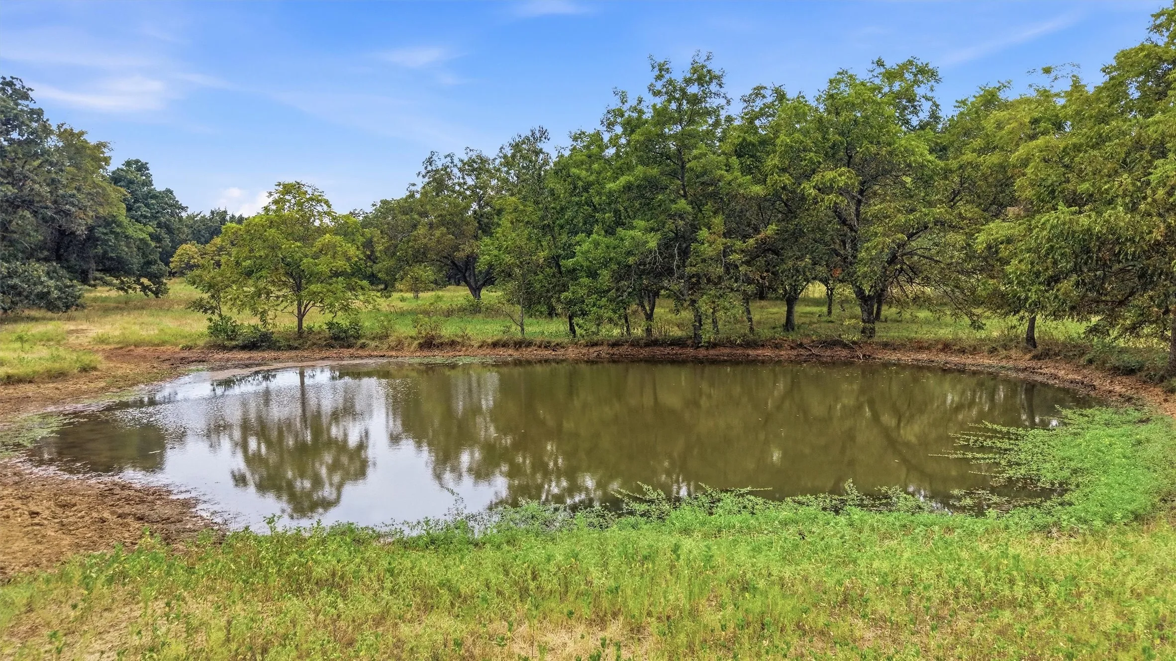 Natural pond feature with surrounding greenery and mature trees