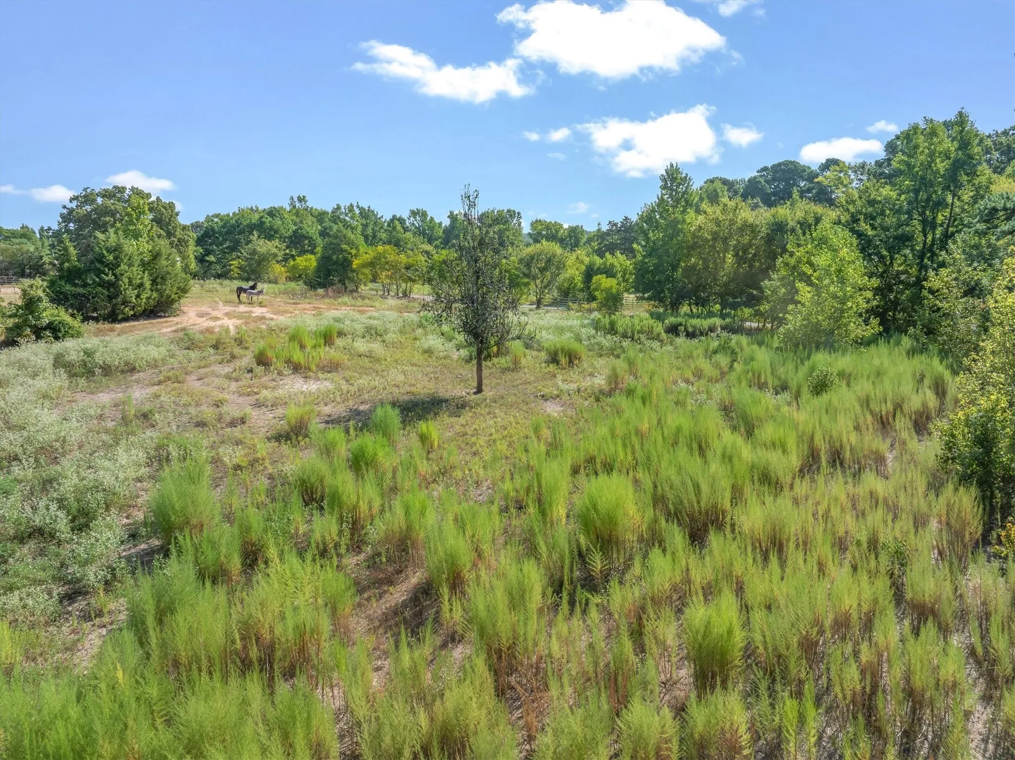 Expansive open land featuring diverse foliage and a wooded perimeter
