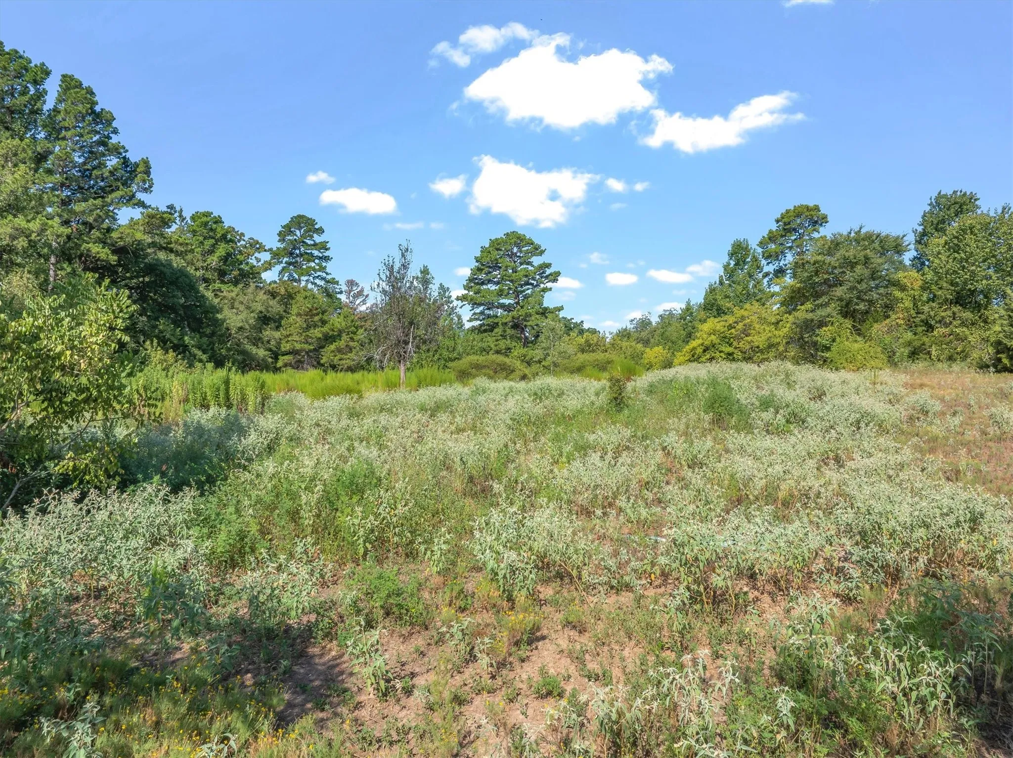 Expansive natural landscape featuring lush green foliage and mature trees