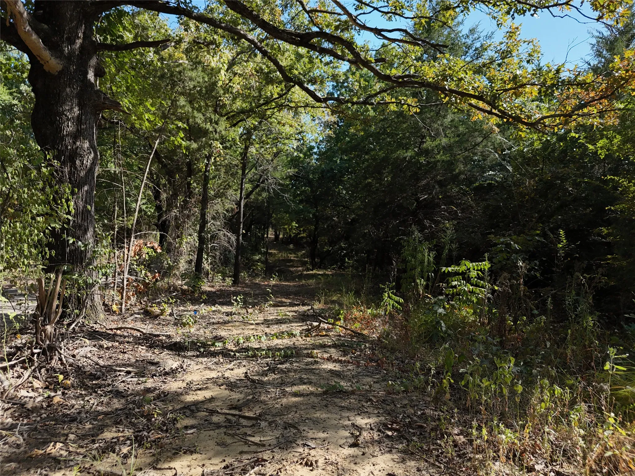 Unimproved Land For Sale in Fannin County , 001701 CR 2770, Honey Grove, Texas 75446, 0, 0, Garage spaces, 0 Sqft, built in 0, mls#21367949, Real Estate Agent in Honey Grove, Homes For Sale in Fannin county, Homes For Sale in Honey Grove, Realtor in Honey Grove Texas, Real Estate Brokerage Independent Realty Texas, Luminita Cordes Realtor
