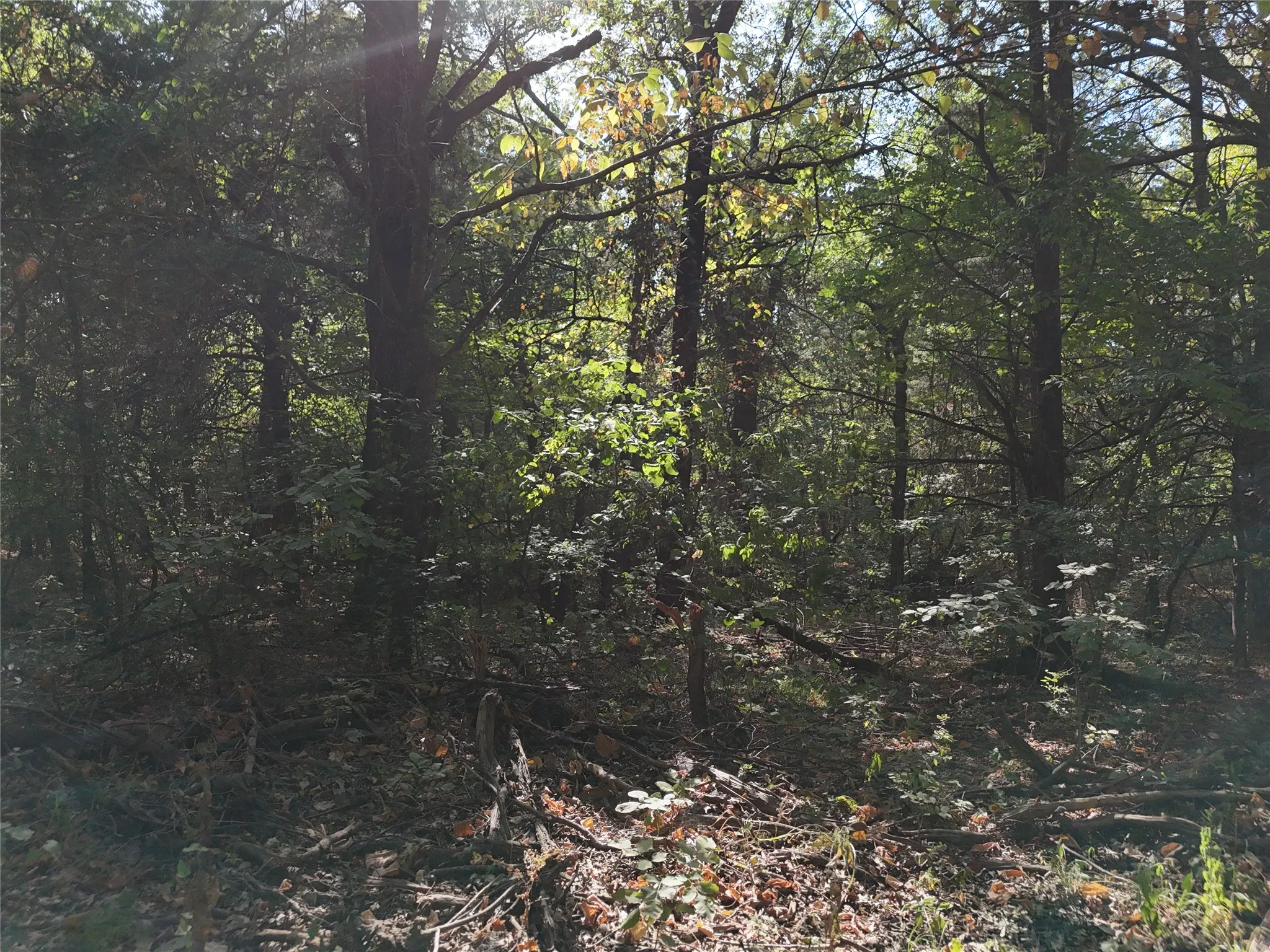 Unimproved Land For Sale in Fannin County , 001701 CR 2770, Honey Grove, Texas 75446, 0, 0, Garage spaces, 0 Sqft, built in 0, mls#21367949, Real Estate Agent in Honey Grove, Homes For Sale in Fannin county, Homes For Sale in Honey Grove, Realtor in Honey Grove Texas, Real Estate Brokerage Independent Realty Texas, Luminita Cordes Realtor