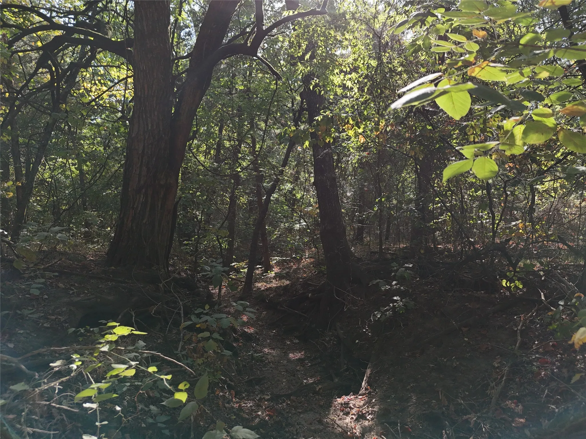 Unimproved Land For Sale in Fannin County , 001701 CR 2770, Honey Grove, Texas 75446, 0, 0, Garage spaces, 0 Sqft, built in 0, mls#21367949, Real Estate Agent in Honey Grove, Homes For Sale in Fannin county, Homes For Sale in Honey Grove, Realtor in Honey Grove Texas, Real Estate Brokerage Independent Realty Texas, Luminita Cordes Realtor